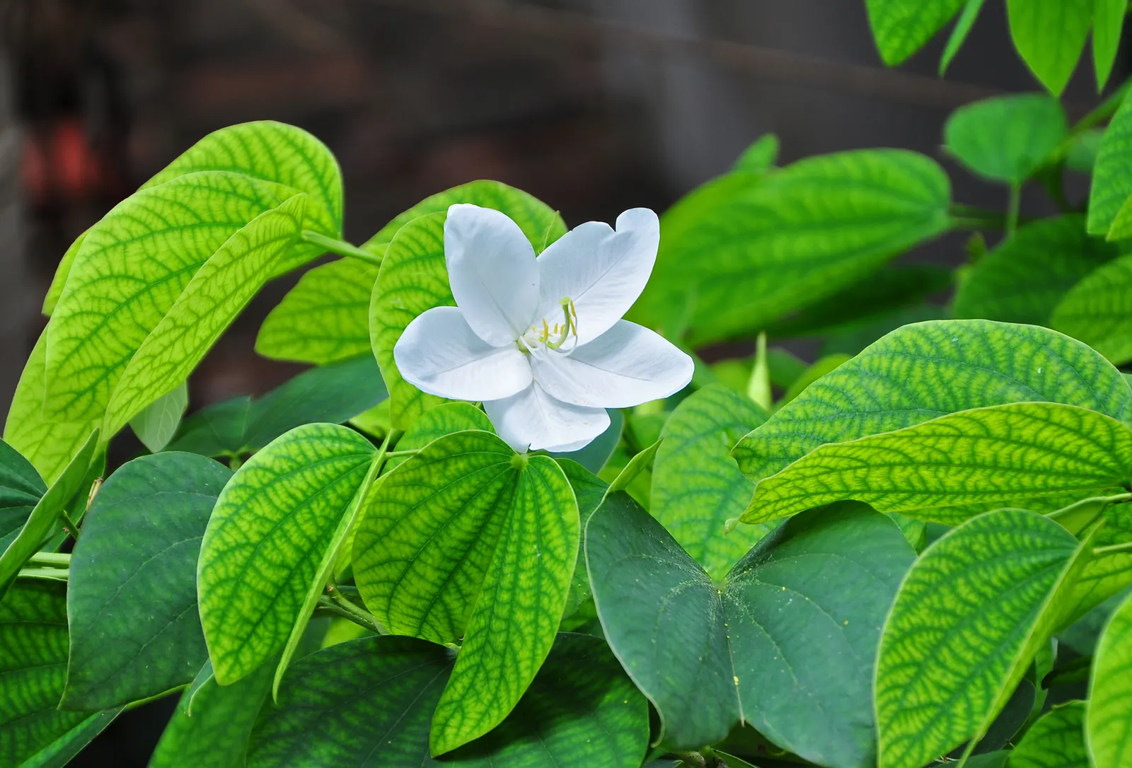 White Orchid Tree (Bauhinia Variegata 'Candida') — is a captivating deciduous tree; hardy in USDA zones 9 to 11, it prefers well-drained soils, image 51