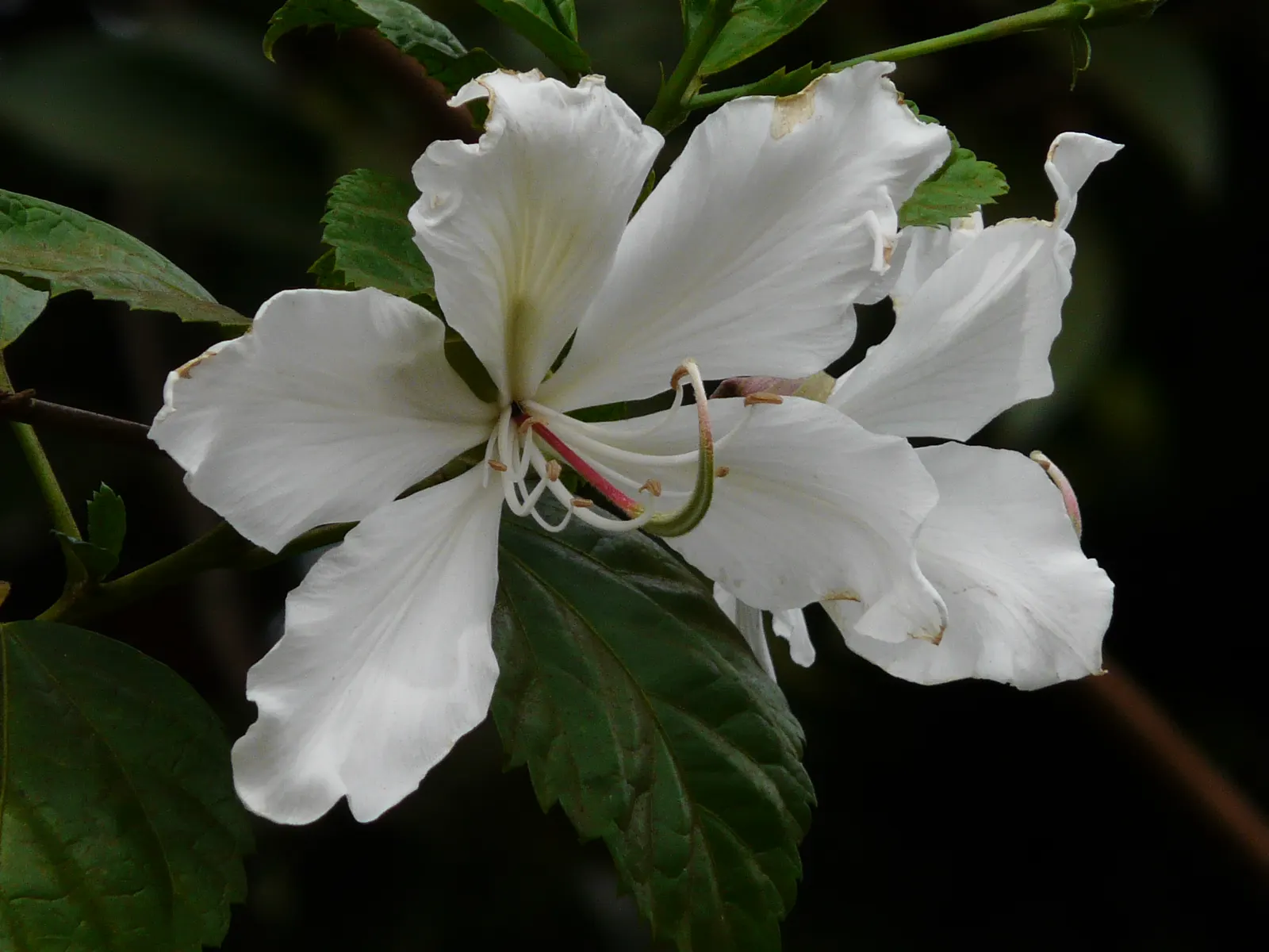 White Orchid Tree (Bauhinia Variegata 'Candida') — Hardy in USDA zones 9 to 11, it prefers well-drained soils; tree for full or half, image 104