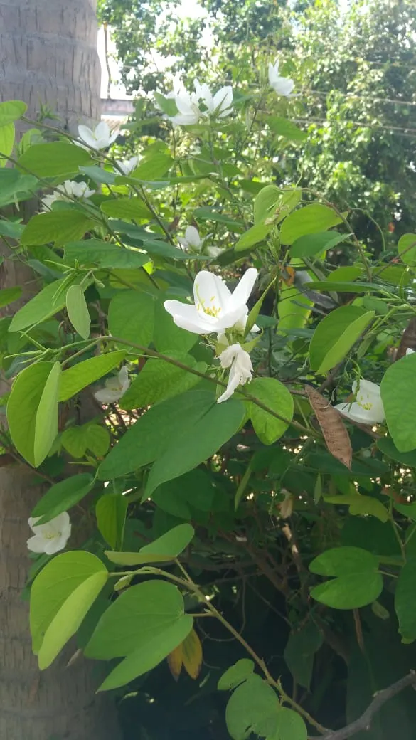 White Orchid Tree (Bauhinia Variegata 'Candida') — tree with white blooms