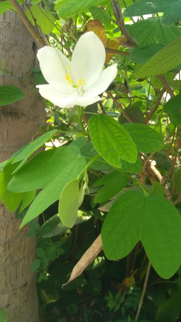 White Orchid Tree (Bauhinia Variegata 'Candida') — This floral show can last for several weeks; orchid-like white flowers