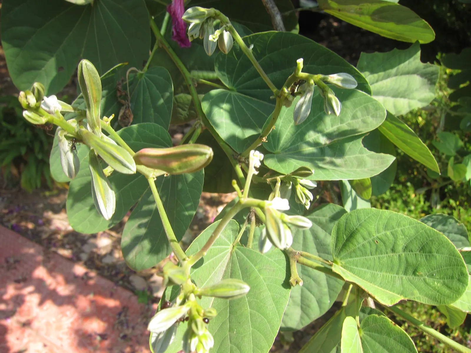 White Orchid Tree (Bauhinia Variegata 'Candida') — tree for full or half