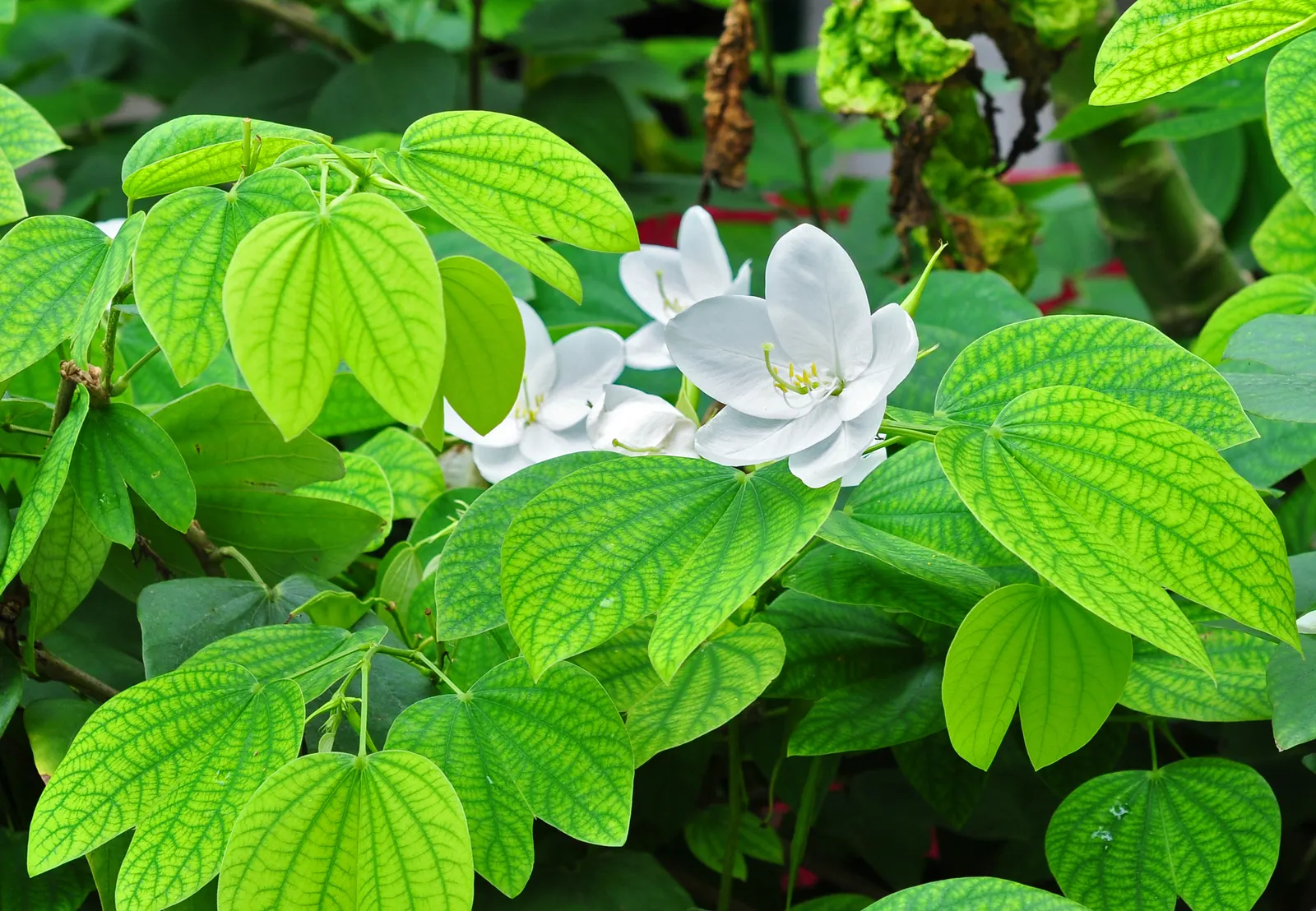 White Orchid Tree (Bauhinia Variegata 'Candida') — white flowers in the garden; is a captivating specimen that offers both aesthetic charm and shade in the