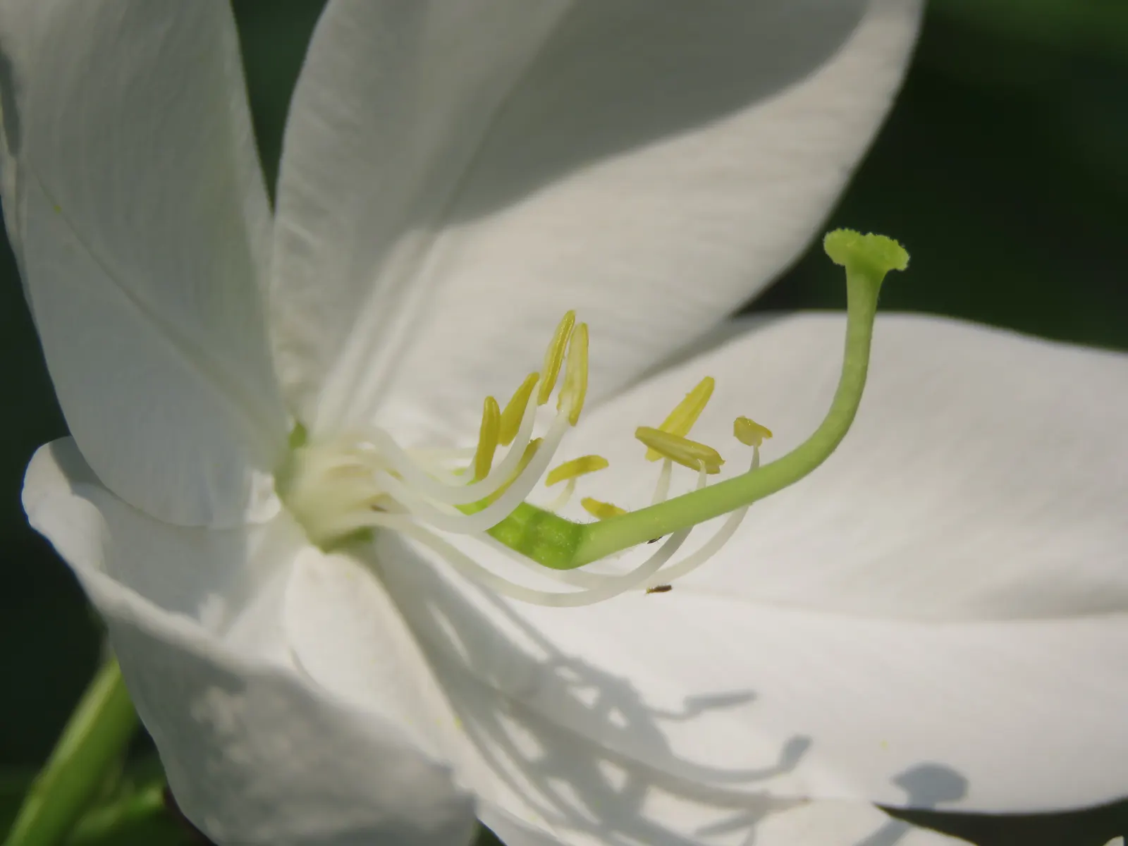 White Orchid Tree (Bauhinia Variegata 'Candida') — It reaches up to 20-40 feet tall and spreads 10-20 feet, thriving in full sun to partial shade; 'Candida'