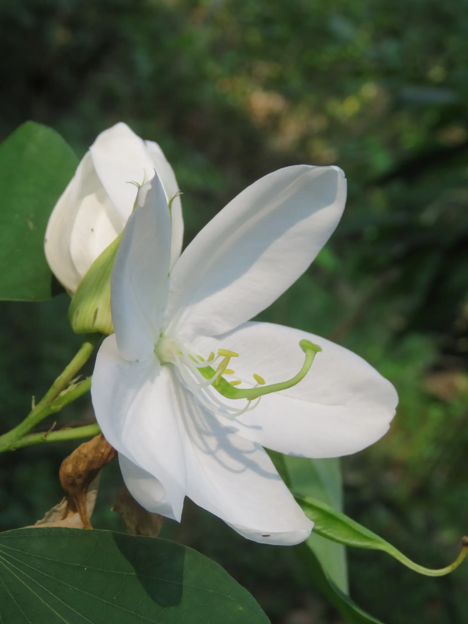 White Orchid Tree (Bauhinia Variegata 'Candida') — Bauhinia variegata 'Candida' becomes a focal point with its prolific display of pure white; tropical flair