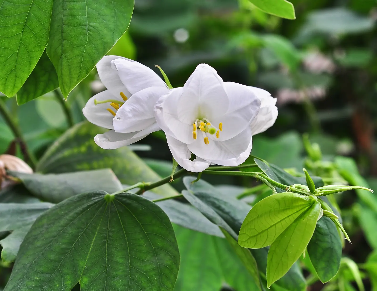 White Orchid Tree (Bauhinia Variegata 'Candida') — This low-maintenance beauty adds an elegant; scientifically known as Bauhinia variegata 'Candida', image 55