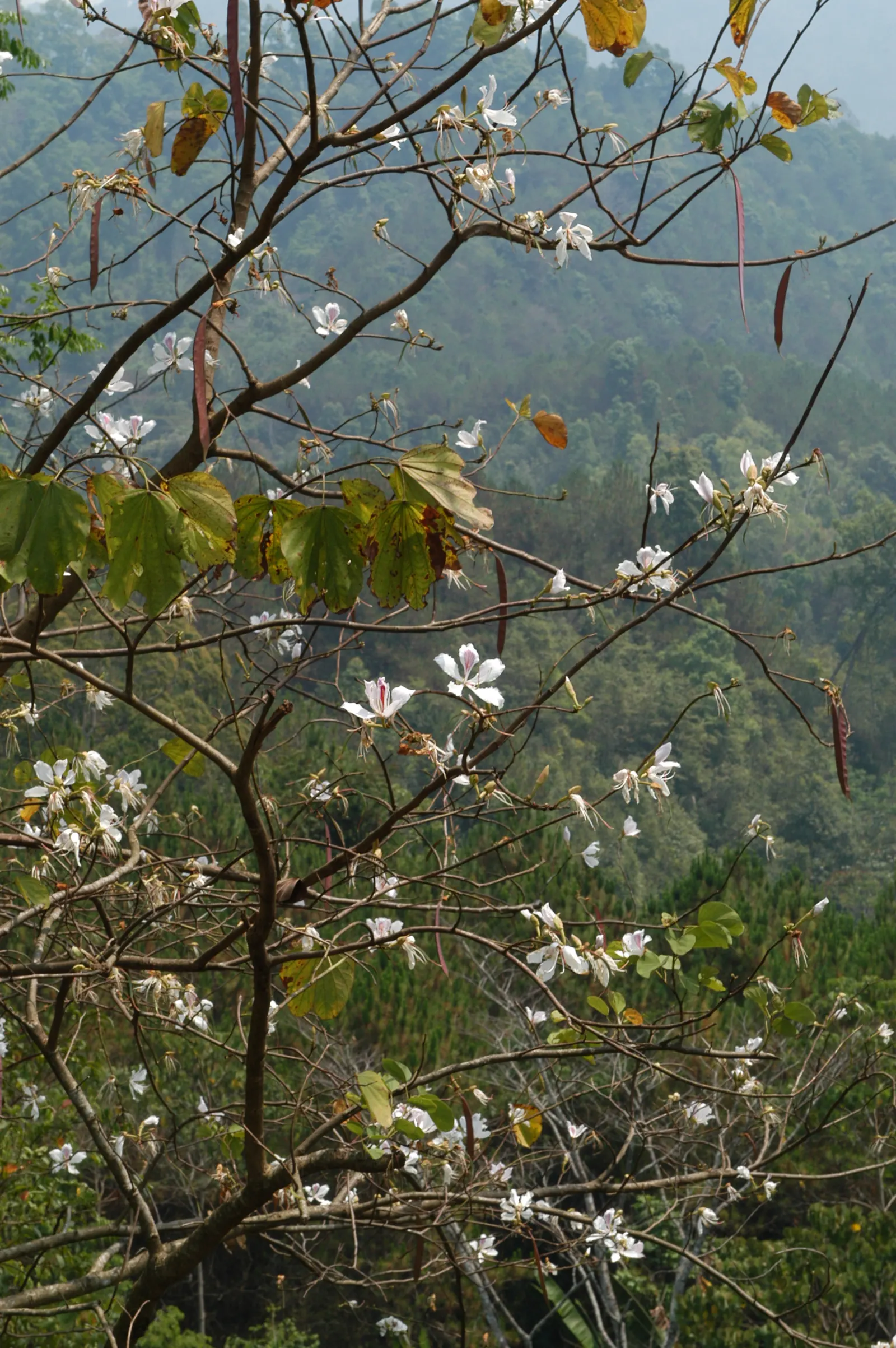 White Orchid Tree (Bauhinia Variegata 'Candida') — approximately 3 to 5 inches across