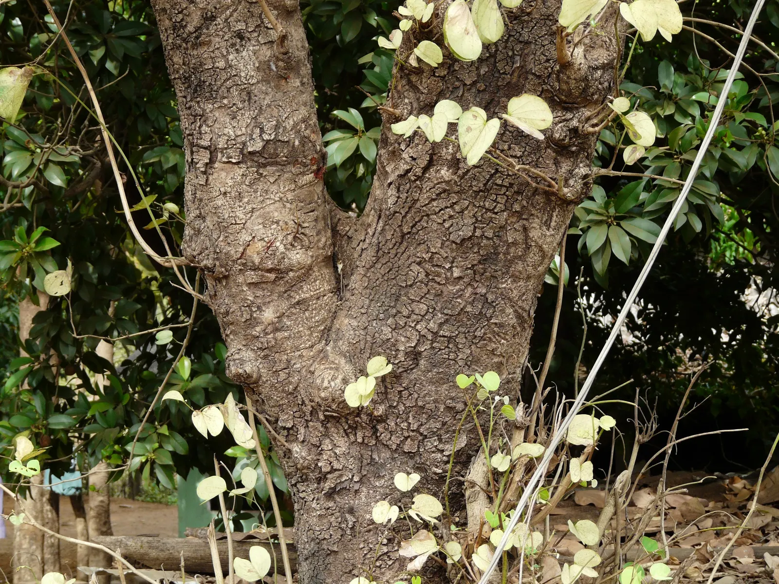 White Orchid Tree (Bauhinia Variegata 'Candida') — are composed of five delicate petals and boast a pleasant fragrance; it is important to remind, image 89