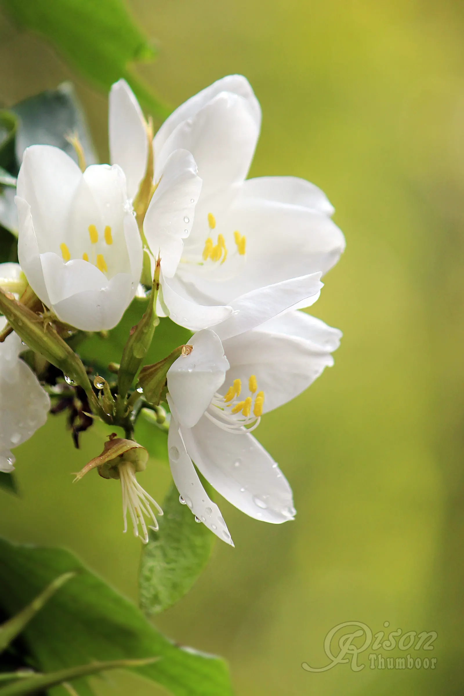 White Orchid Tree (Bauhinia Variegata 'Candida') — scientifically known as Bauhinia variegata 'Candida'; which may require some seasonal cleanup, image 82