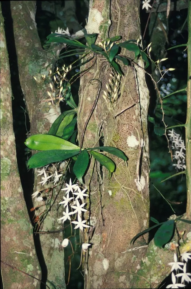 White Orchid Tree (Bauhinia Variegata 'Candida') — 'Candida' can tolerate occasional cold snaps down to about 25&deg;F (~ -4&deg;C); white flowers, image 68