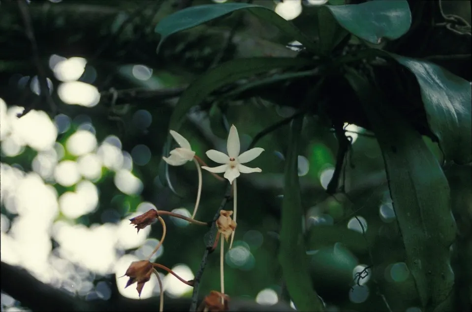 White Orchid Tree (Bauhinia Variegata 'Candida') — exhibits drought tolerance; consider the White Orchid Tree's moderate growth rate and its, image 67