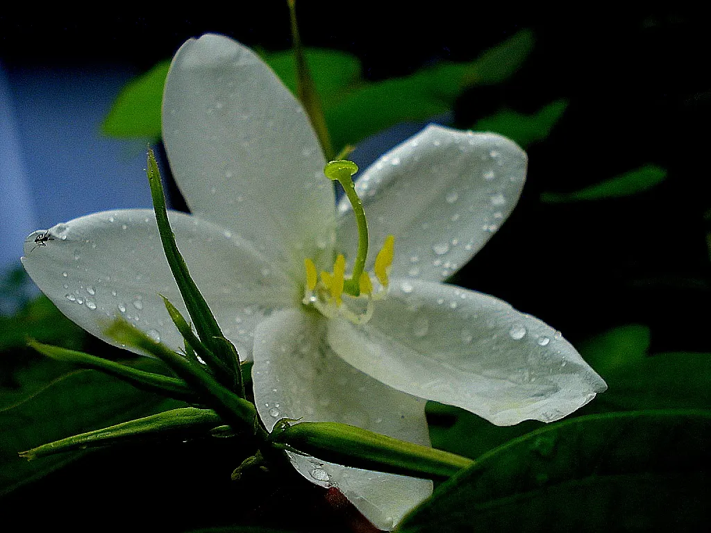 White Orchid Tree (Bauhinia Variegata 'Candida') — This low-maintenance beauty adds an elegant; scientifically known as Bauhinia variegata 'Candida', image 80