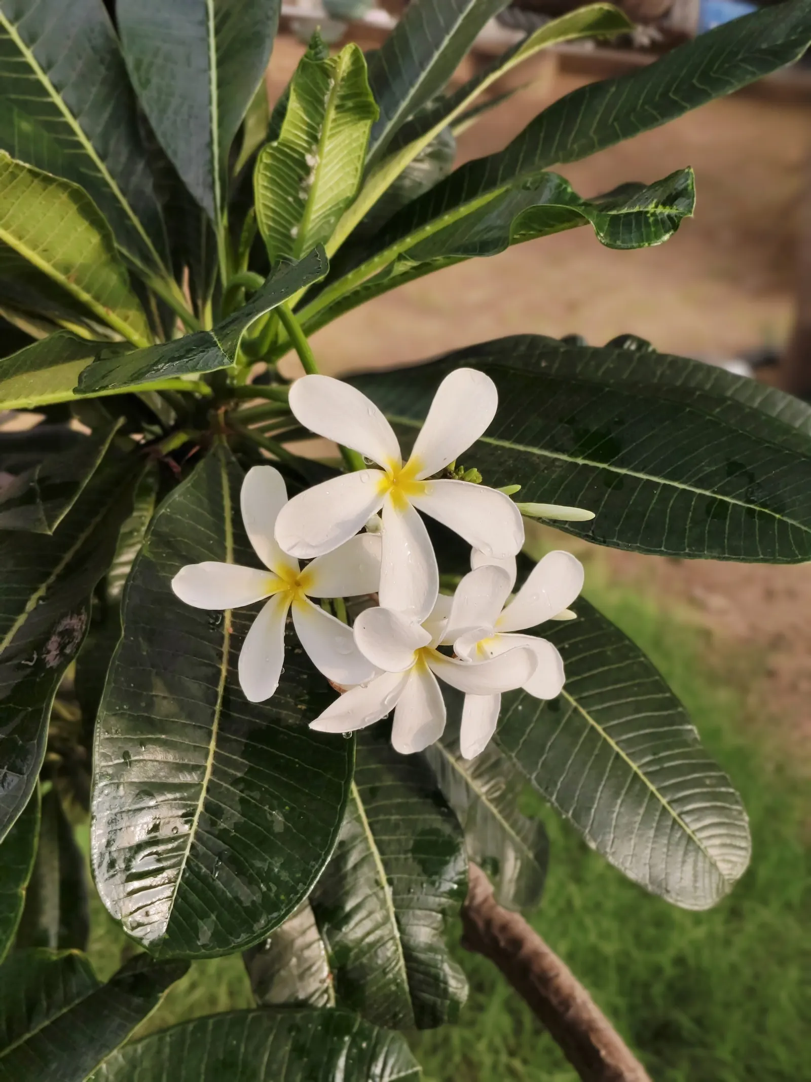White Orchid Tree (Bauhinia Variegata 'Candida') — white flowers in the garden; is a captivating specimen that offers both aesthetic charm and, image 73