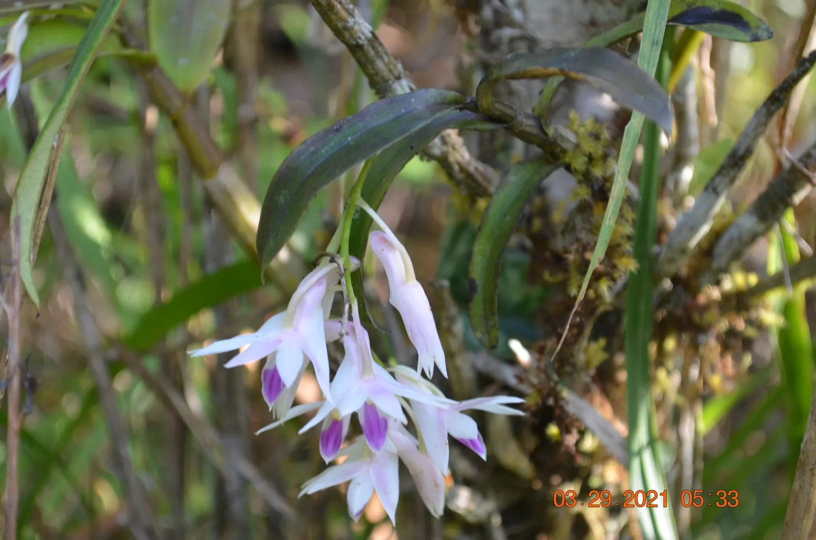 White Orchid Tree (Bauhinia Variegata 'Candida') — tree with white blooms; this floral show can last for several weeks, image 74