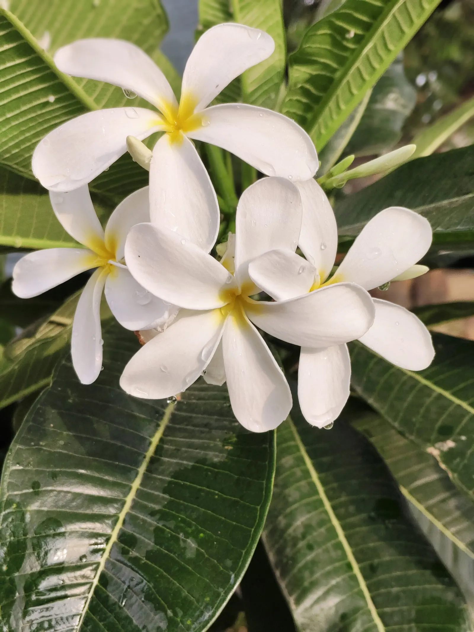 White Orchid Tree (Bauhinia Variegata 'Candida') — but its breathtaking springtime bloom more than compensates for this minor drawback; is a, image 72