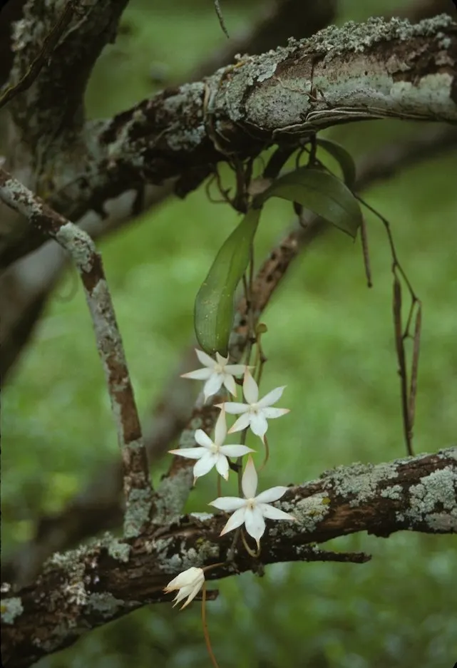 White Orchid Tree (Bauhinia Variegata 'Candida') — is a captivating deciduous tree; hardy in USDA zones 9 to 11, it prefers well-drained soils, image 76