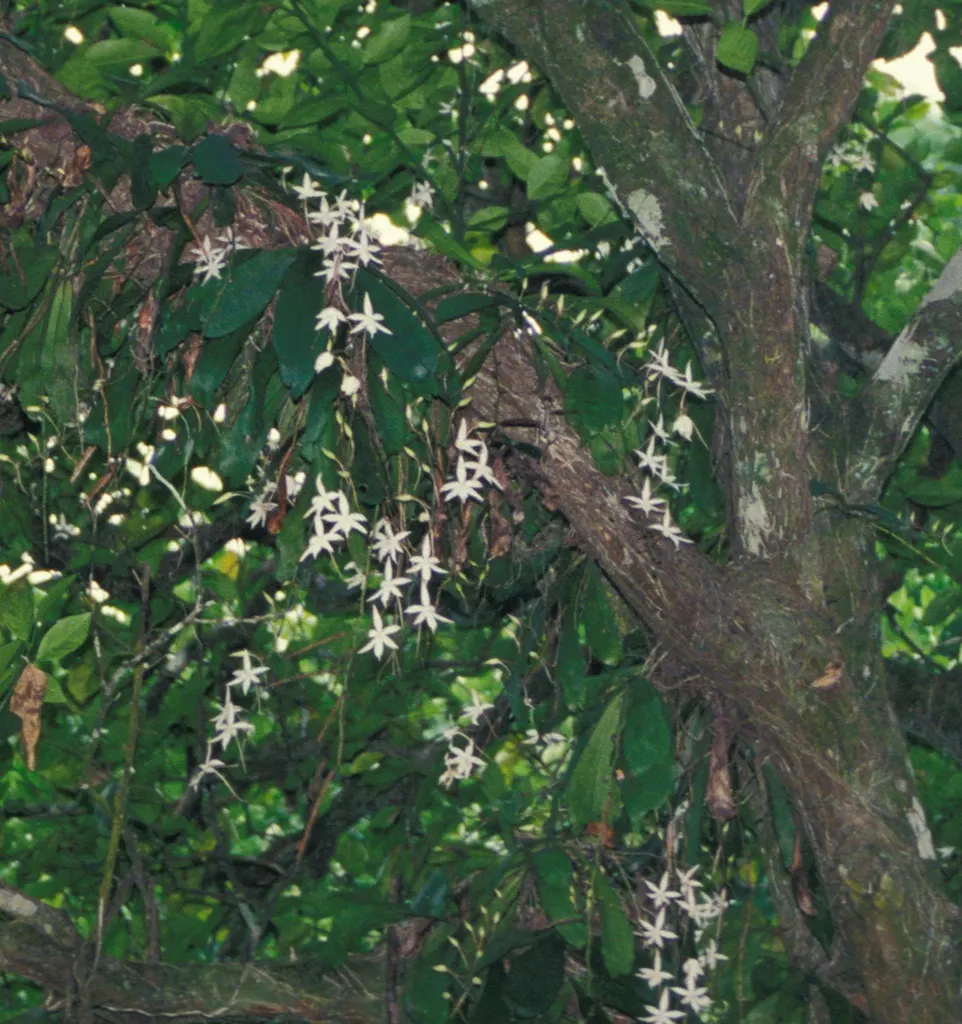 White Orchid Tree (Bauhinia Variegata 'Candida') — it is important to remind them of its potential to drop petals and seed pods; bauhinia variegata, image 70