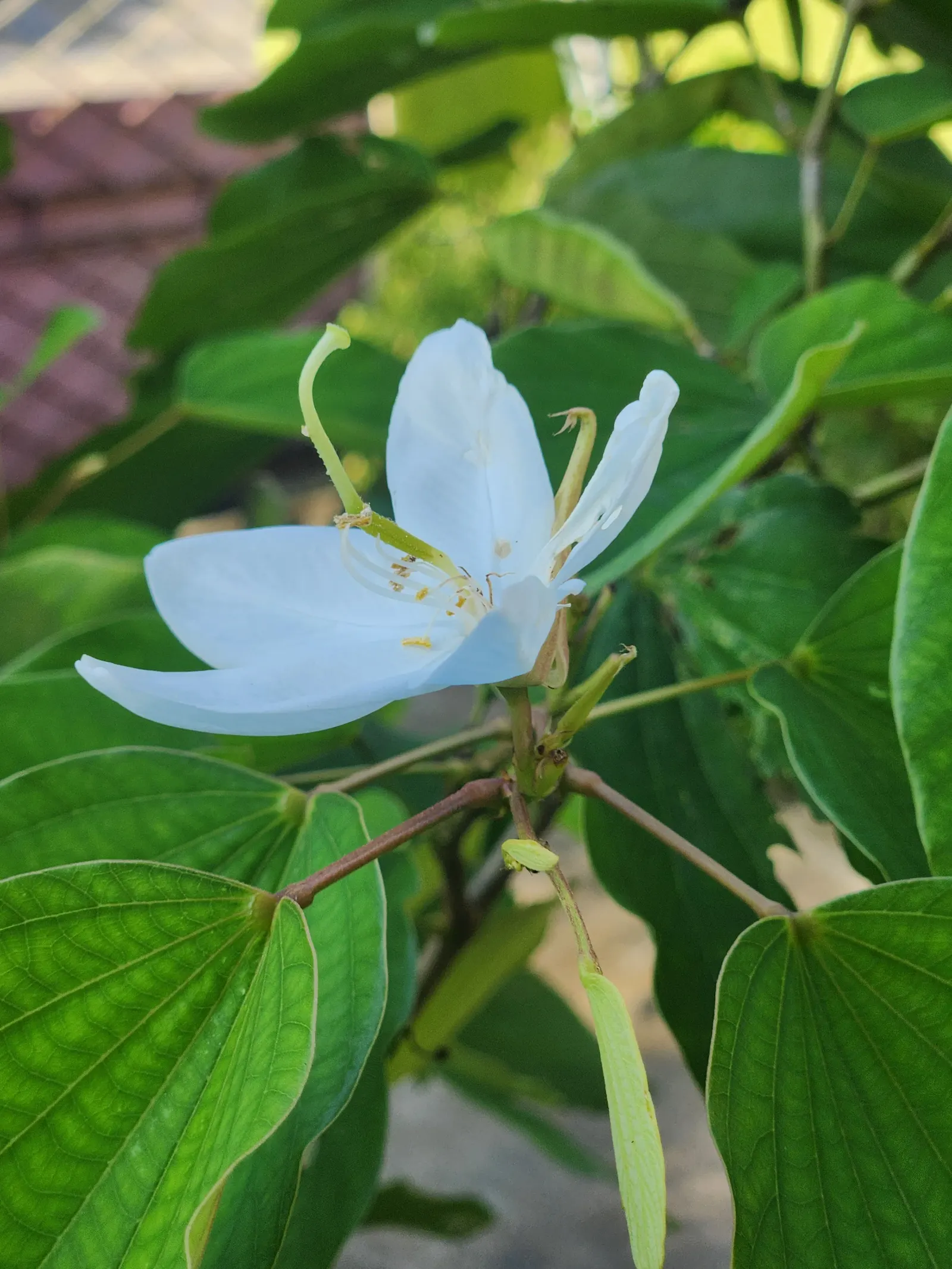 White Orchid Tree (Bauhinia Variegata 'Candida') — This floral show can last for several weeks; orchid-like white flowers, image 65