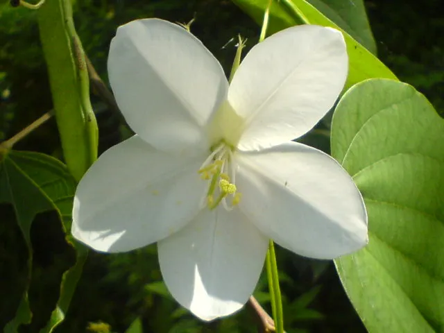 White Orchid Tree (Bauhinia Variegata 'Candida') — It reaches up to 20-40 feet tall and spreads 10-20 feet, thriving in full sun to partial shade, image 78