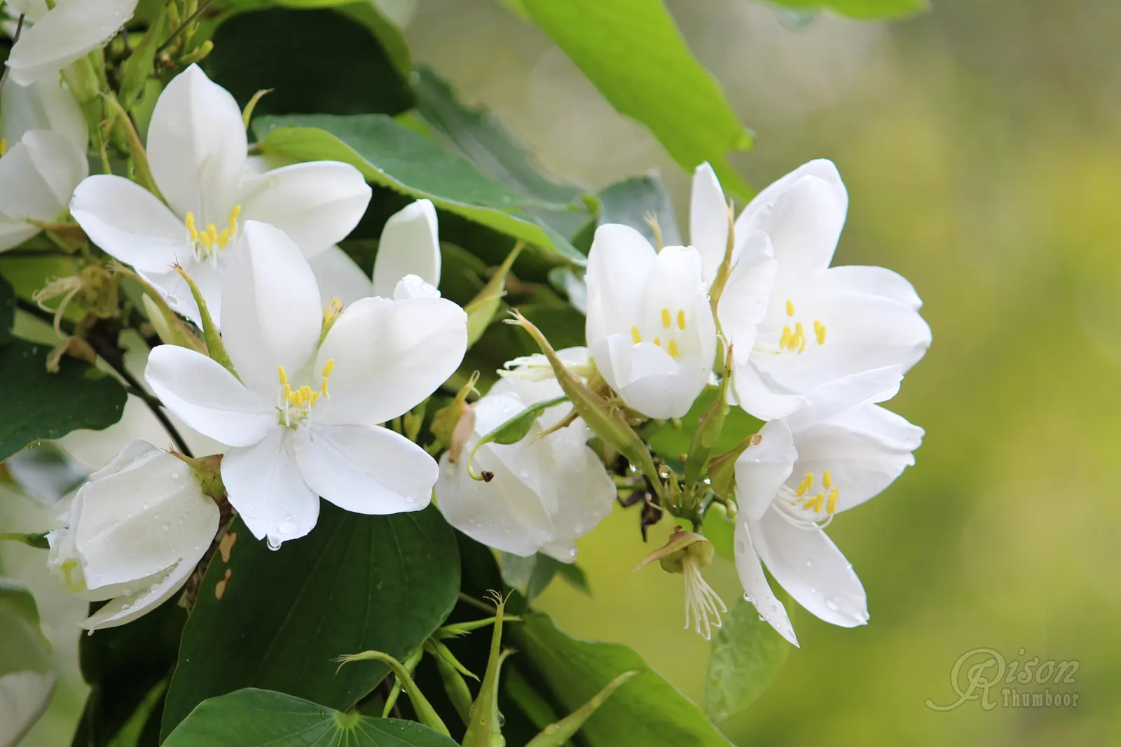White Orchid Tree (Bauhinia Variegata 'Candida') — tropical flair to landscapes with its heart-shaped leaves and prolific spring bloom; are, image 81