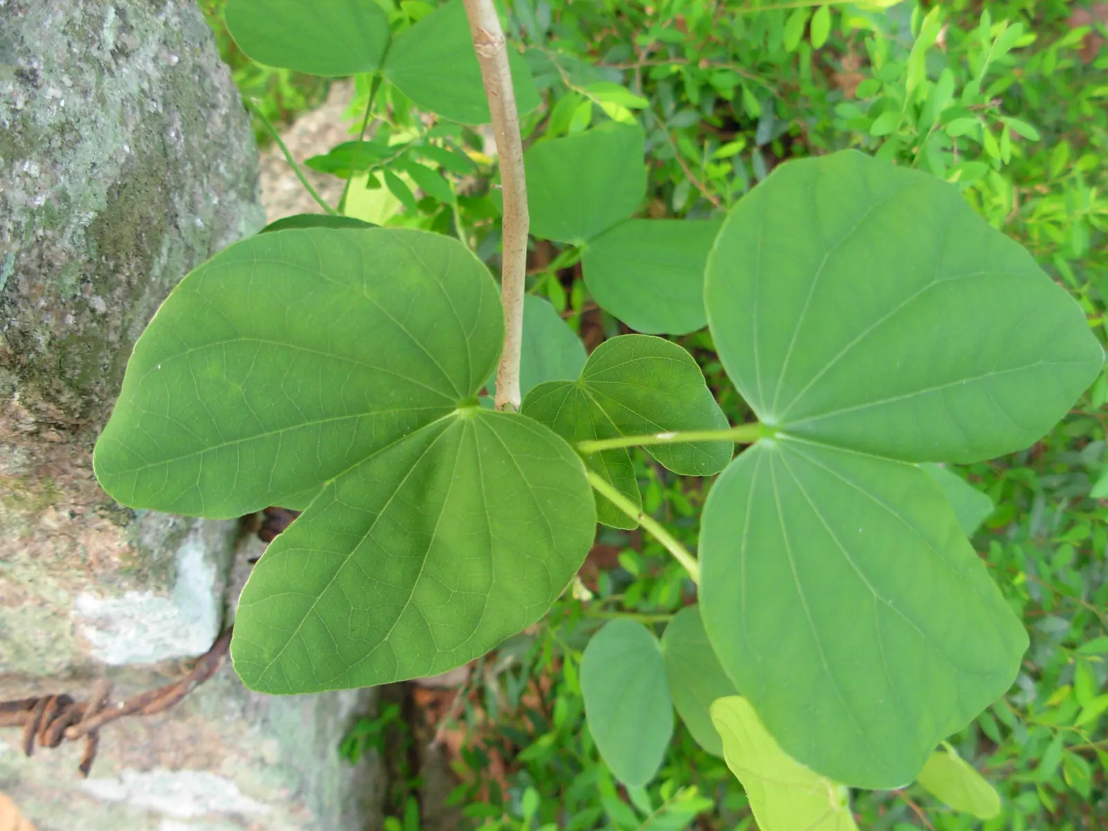 White Orchid Tree (Bauhinia Variegata 'Candida') — orchid-like white flowers; ranging between 4 to 6 inches in diameter, image 77