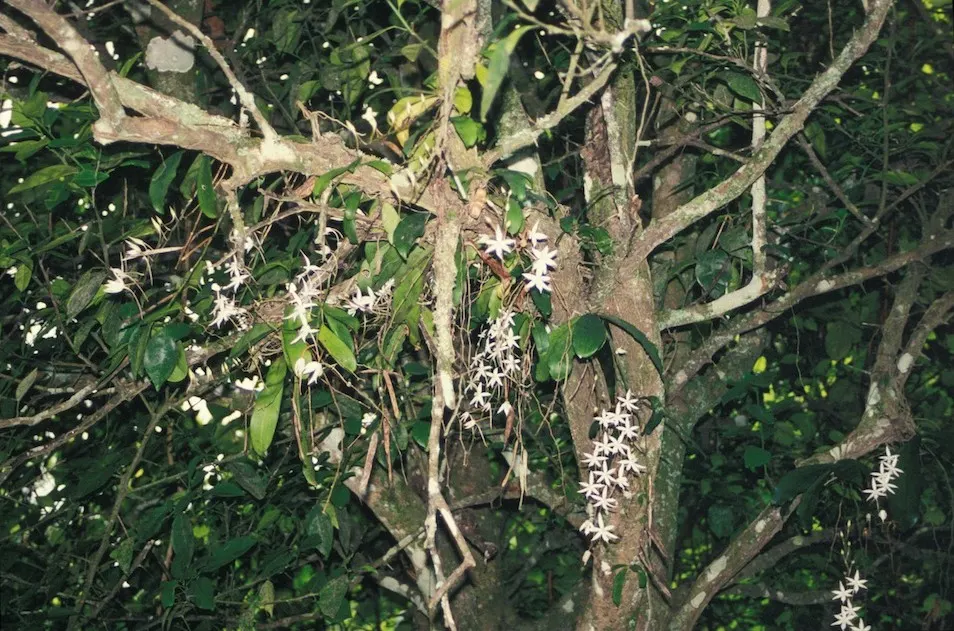 White Orchid Tree (Bauhinia Variegata 'Candida') — which may require some seasonal cleanup; when presenting this tree to the client, image 71