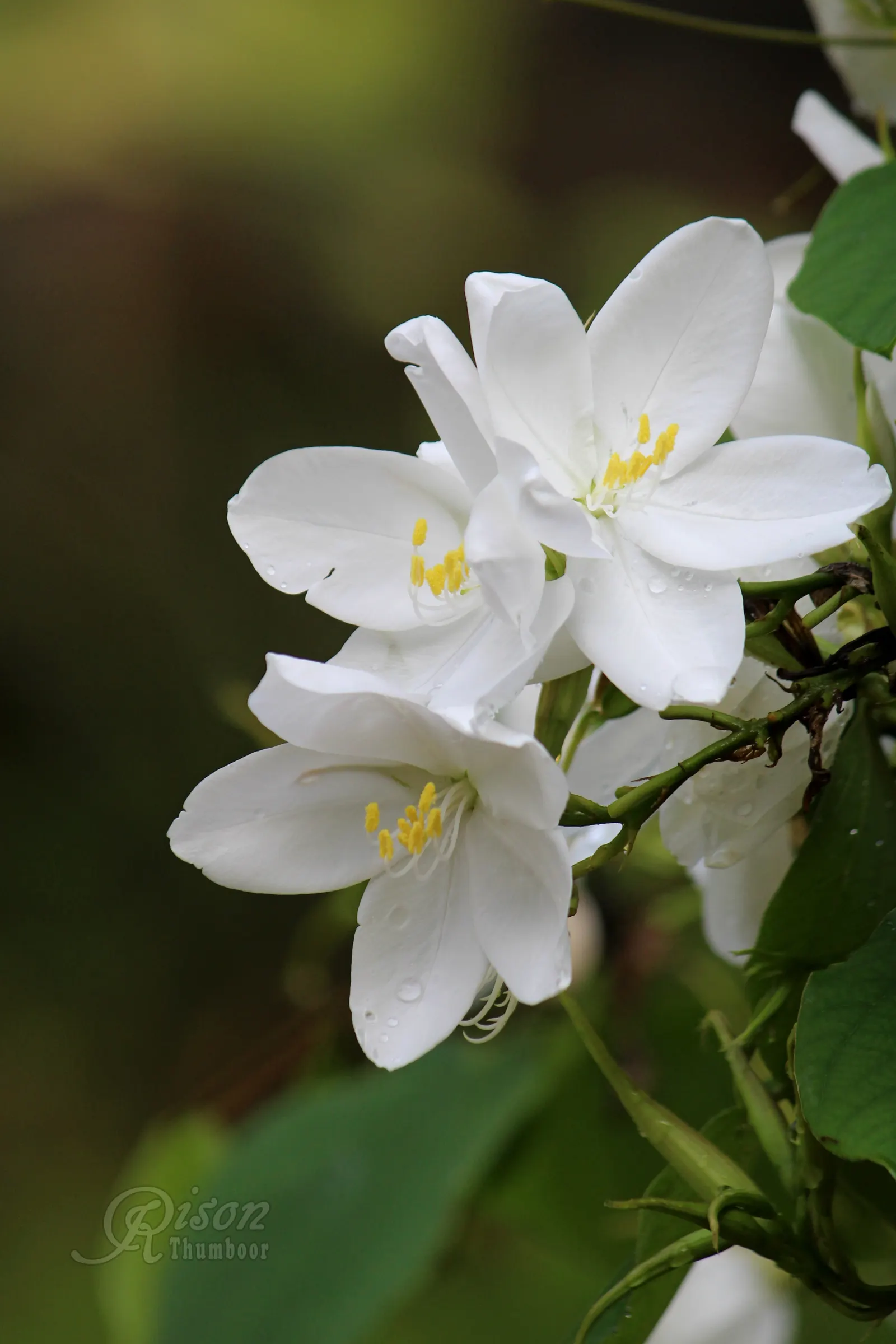 White Orchid Tree (Bauhinia Variegata 'Candida') — Hardy in USDA zones 9 to 11, it prefers well-drained soils; tree for full or half, image 79