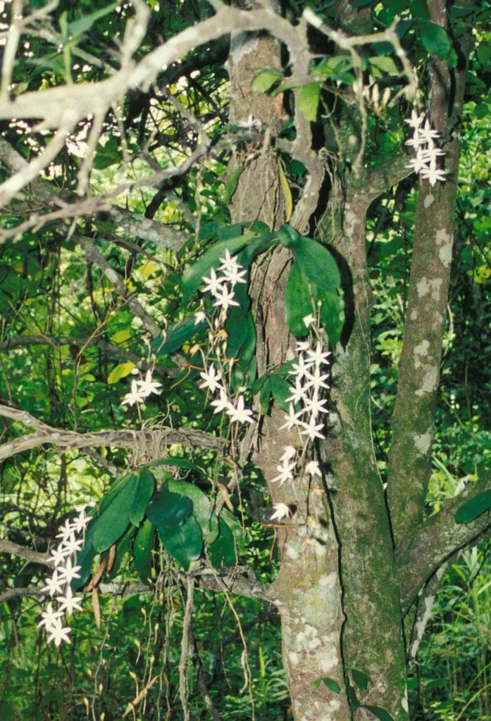 White Orchid Tree (Bauhinia Variegata 'Candida') — consider the White Orchid Tree's moderate growth rate and its preference for full sun to partial, image 66