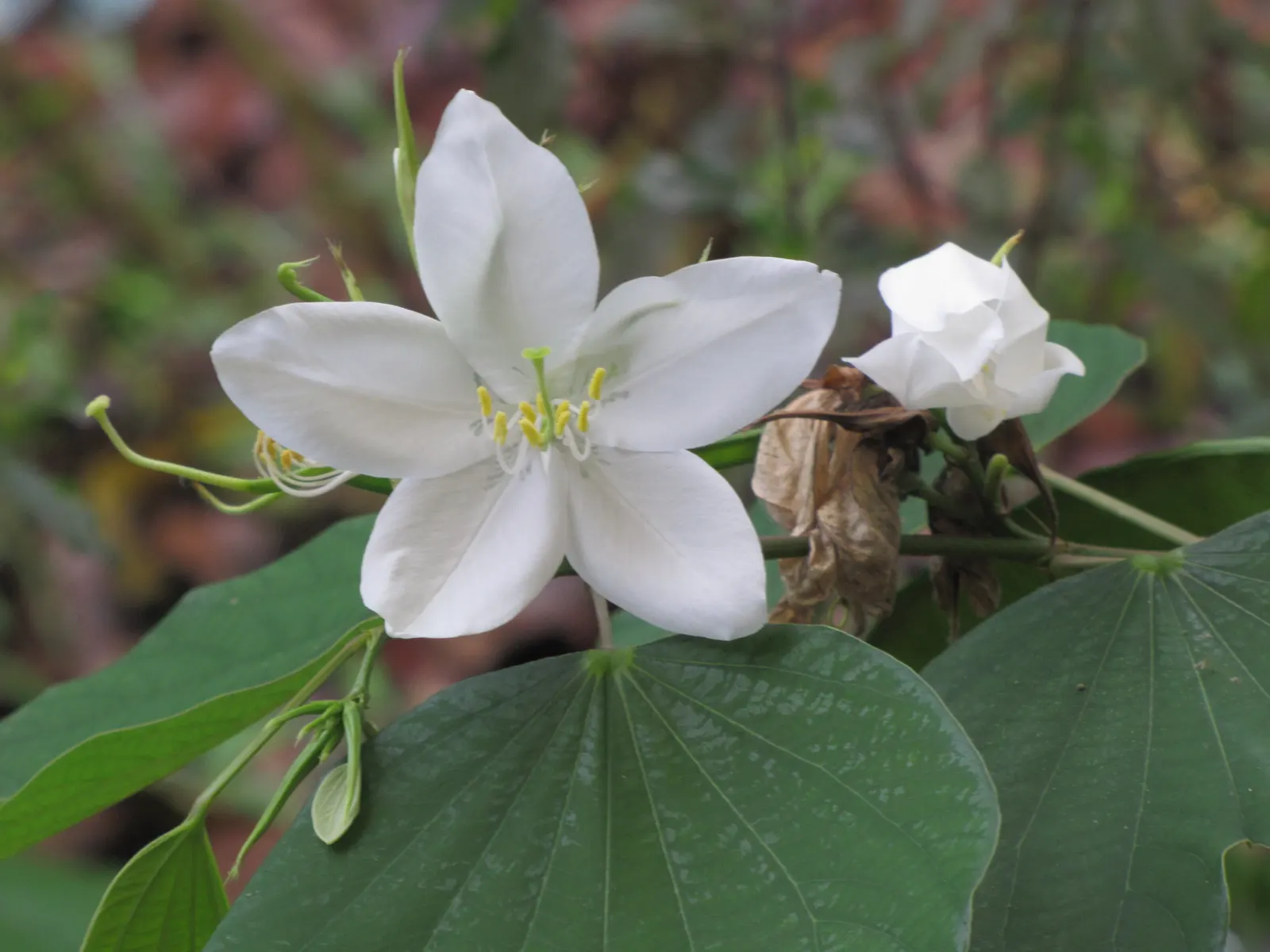 White Orchid Tree (Bauhinia Variegata 'Candida') — is a captivating specimen that offers both aesthetic charm and shade in the landscape; it, image 83
