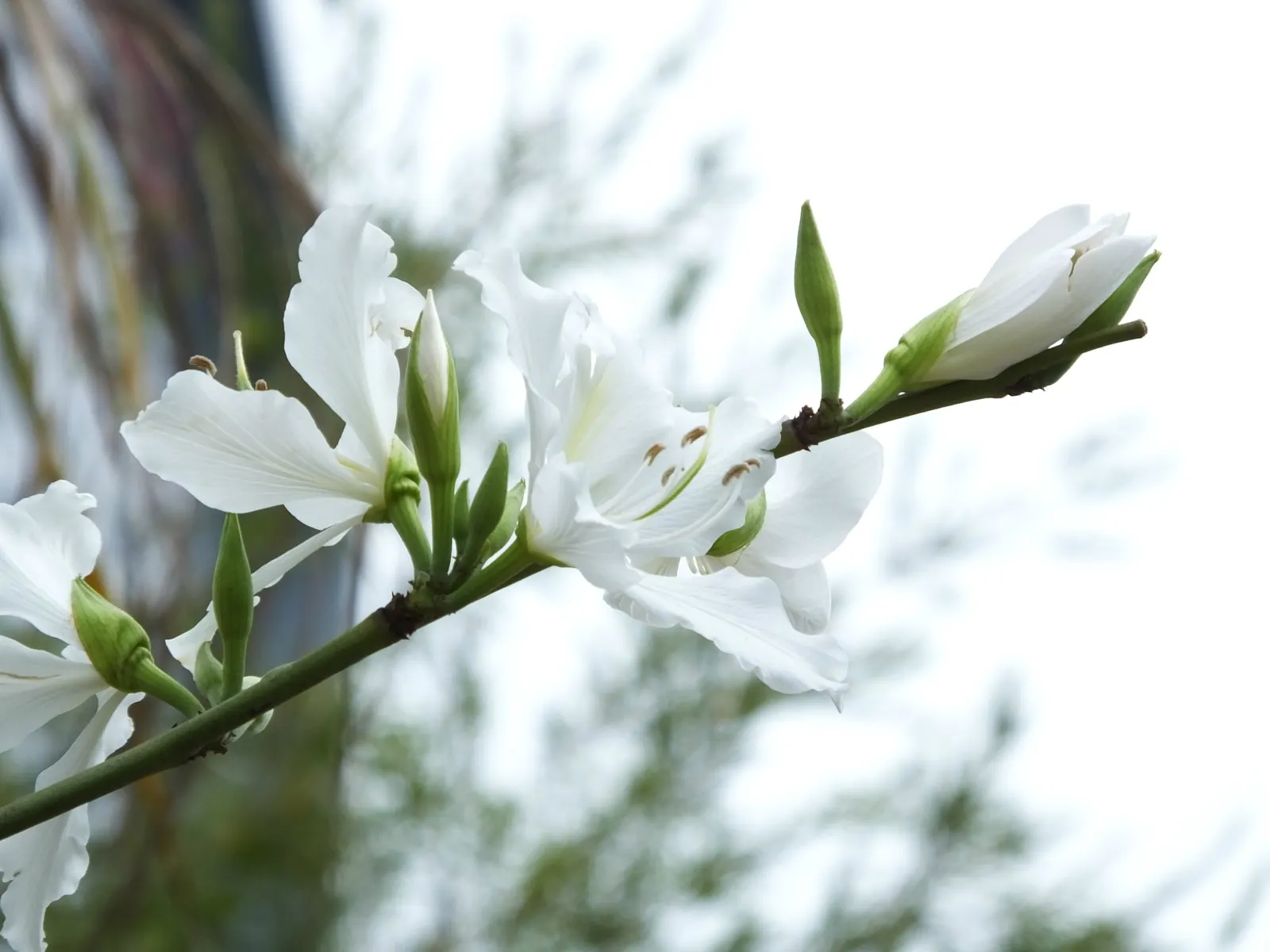 White Orchid Tree (Bauhinia Variegata 'Candida') — This deciduous tree typically reaches a mature height of 20 to 30 feet with an equal spread, image 84