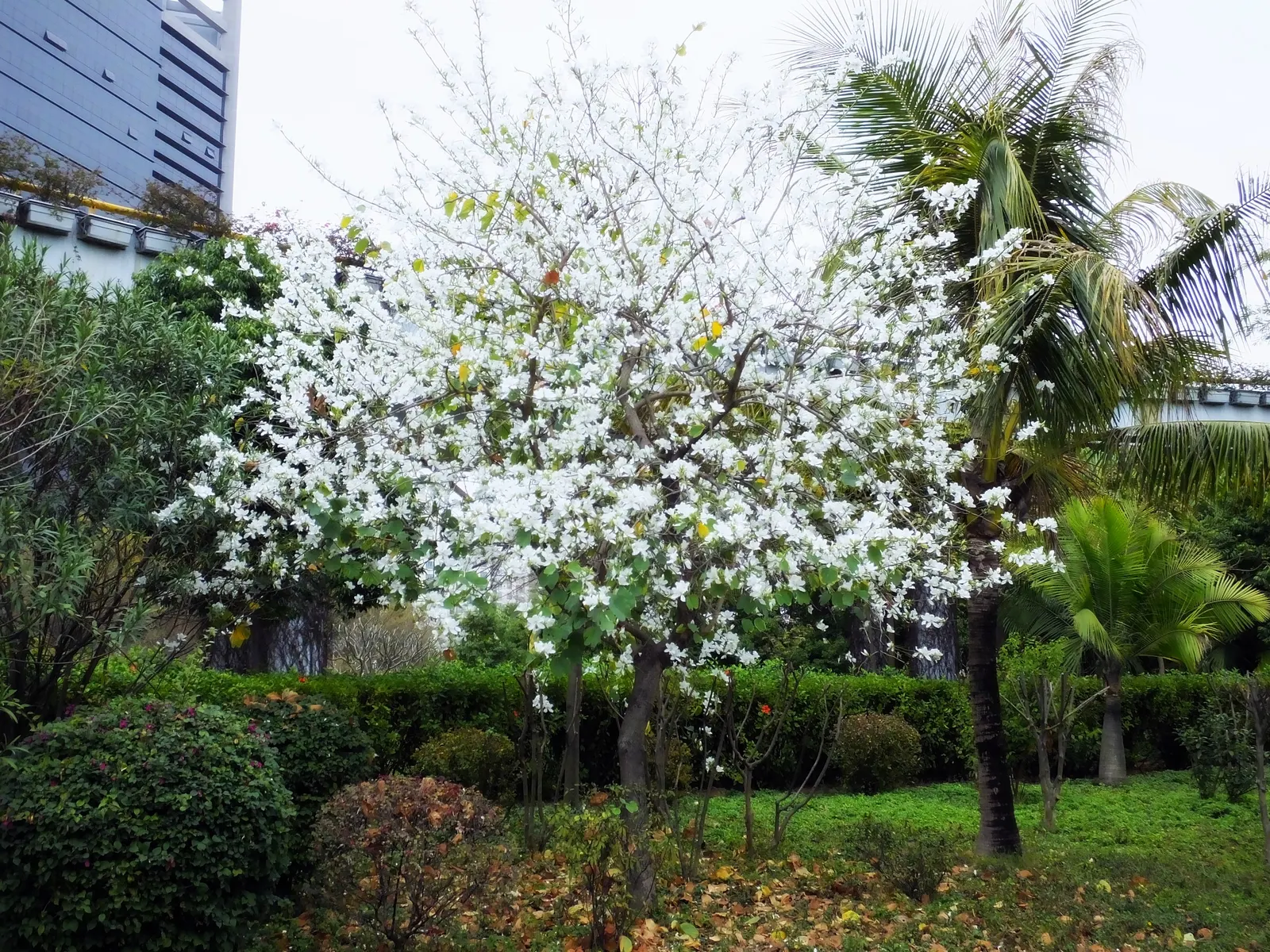 White Orchid Tree (Bauhinia Variegata 'Candida') — providing a well-proportioned canopy of distinctive; exhibits drought tolerance, image 85