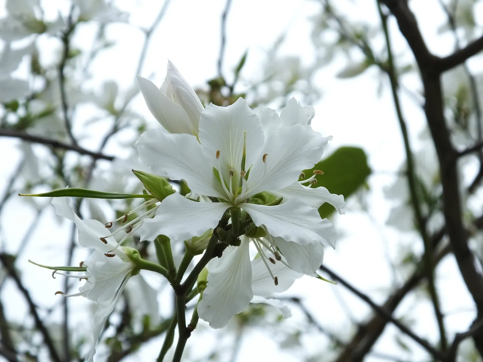 White Orchid Tree (Bauhinia Variegata 'Candida') — ranging between 4 to 6 inches in diameter; tree with white blooms, image 86