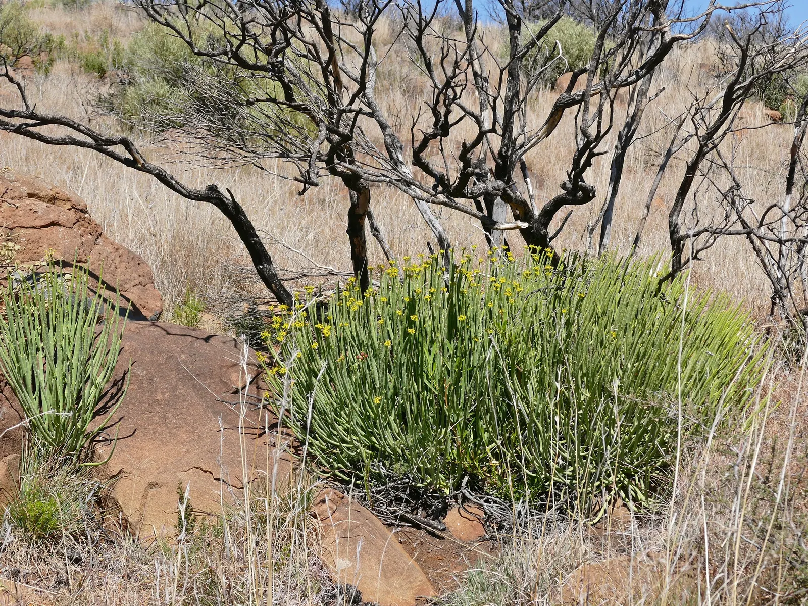 Golden Spurge (Euphorbia Mauritanica) — Caution: sap may irritate skin and eyes