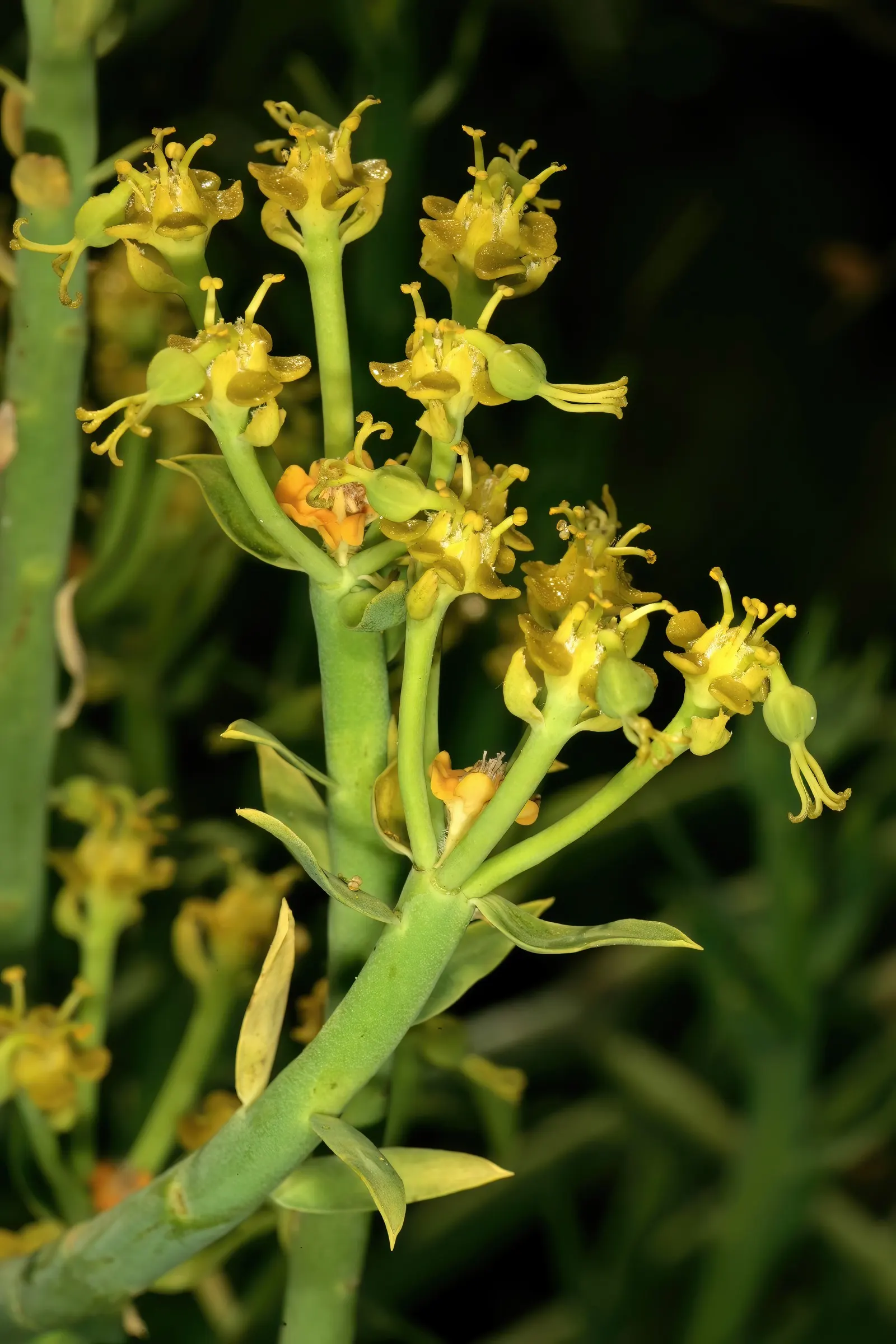 Golden Spurge (Euphorbia Mauritanica) — The Golden Spurge, or Euphorbia mauritanica, is a drought-resistant succulent, reaching 3 feet in height