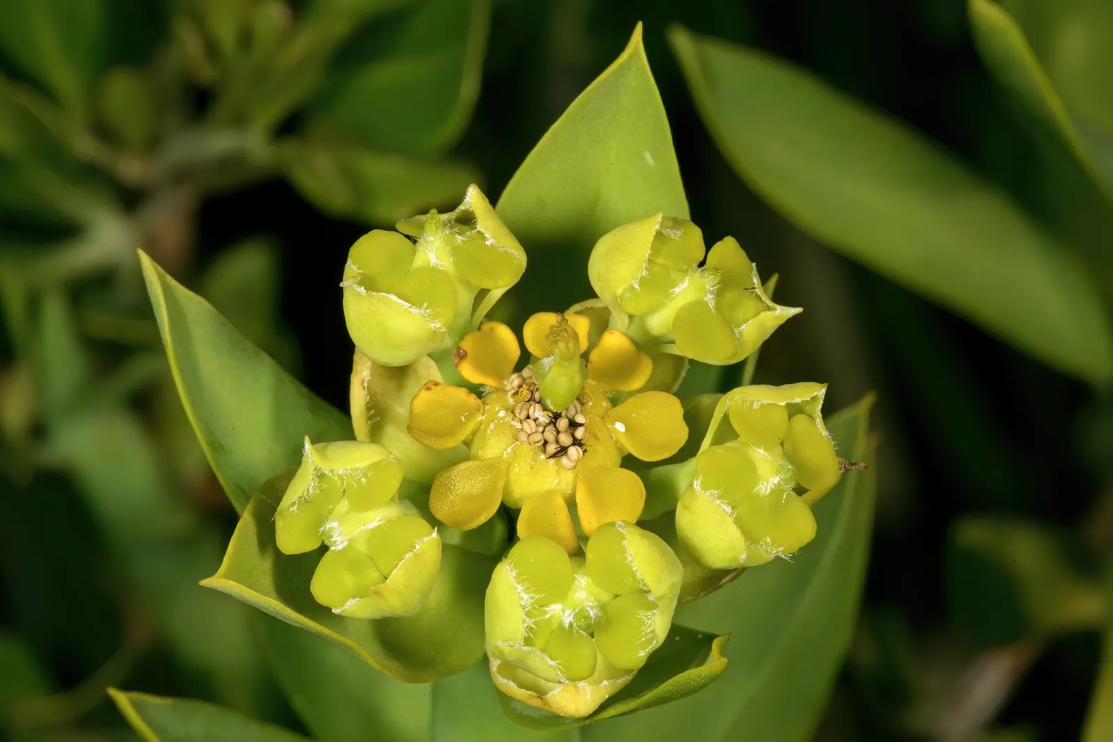 Golden Spurge (Euphorbia Mauritanica) — punctuated with its delightful seasonal blooms