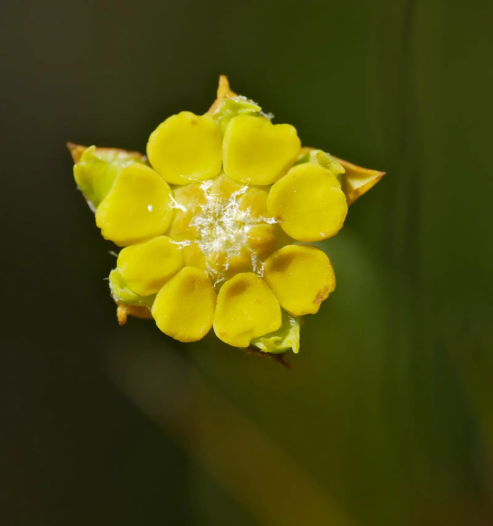 Golden Spurge (Euphorbia Mauritanica) — this low-maintenance plant prefers full sun to partial shade and well-drained soils