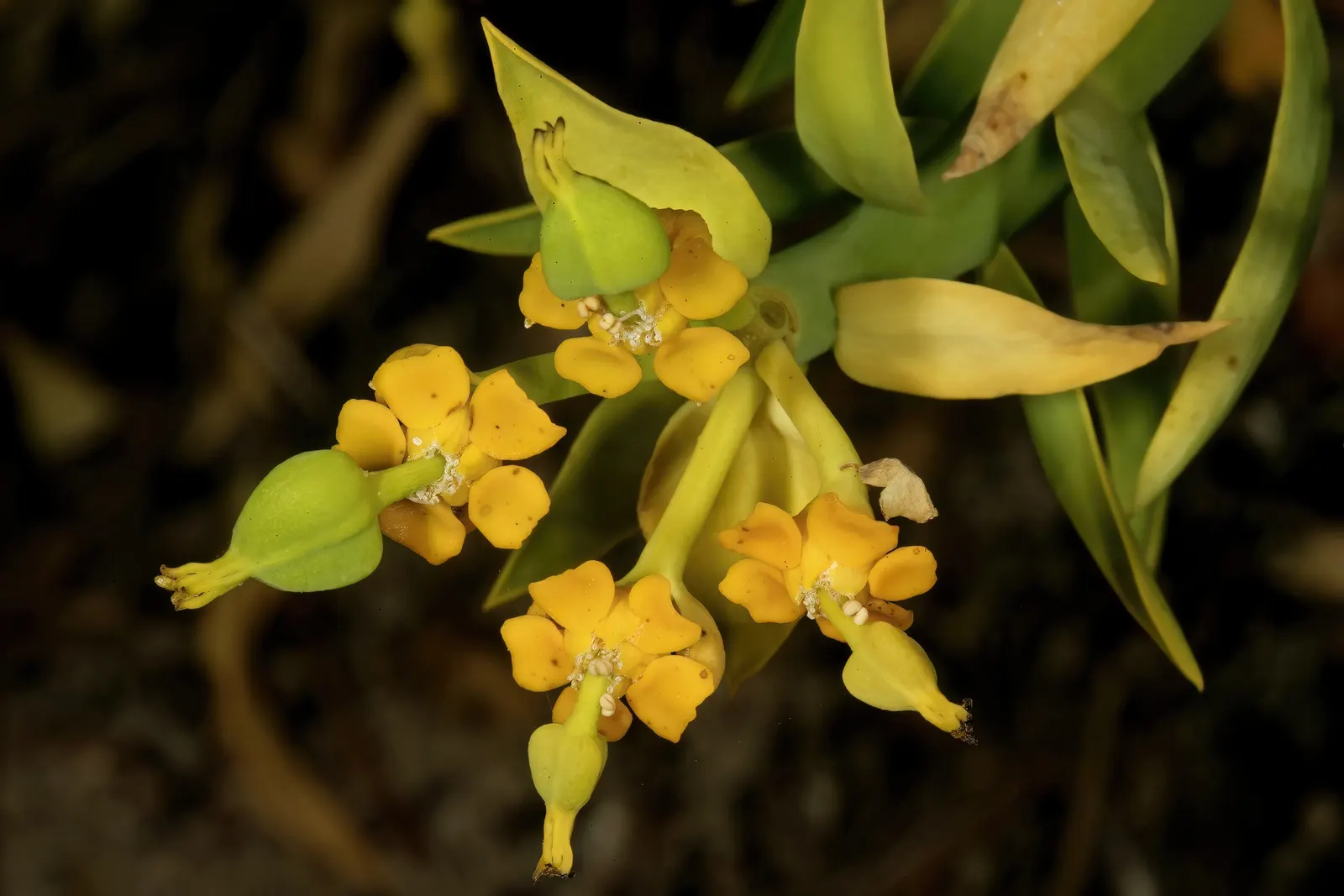 Golden Spurge (Euphorbia Mauritanica) — clustered blooms encircled with bright yellow bracts - that typically appear in spring and summer; emphasizing the