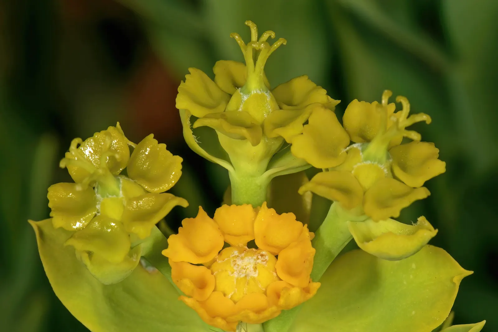 Golden Spurge (Euphorbia Mauritanica) — Its light requirements ensure it flourishes and produces the vibrant yellow