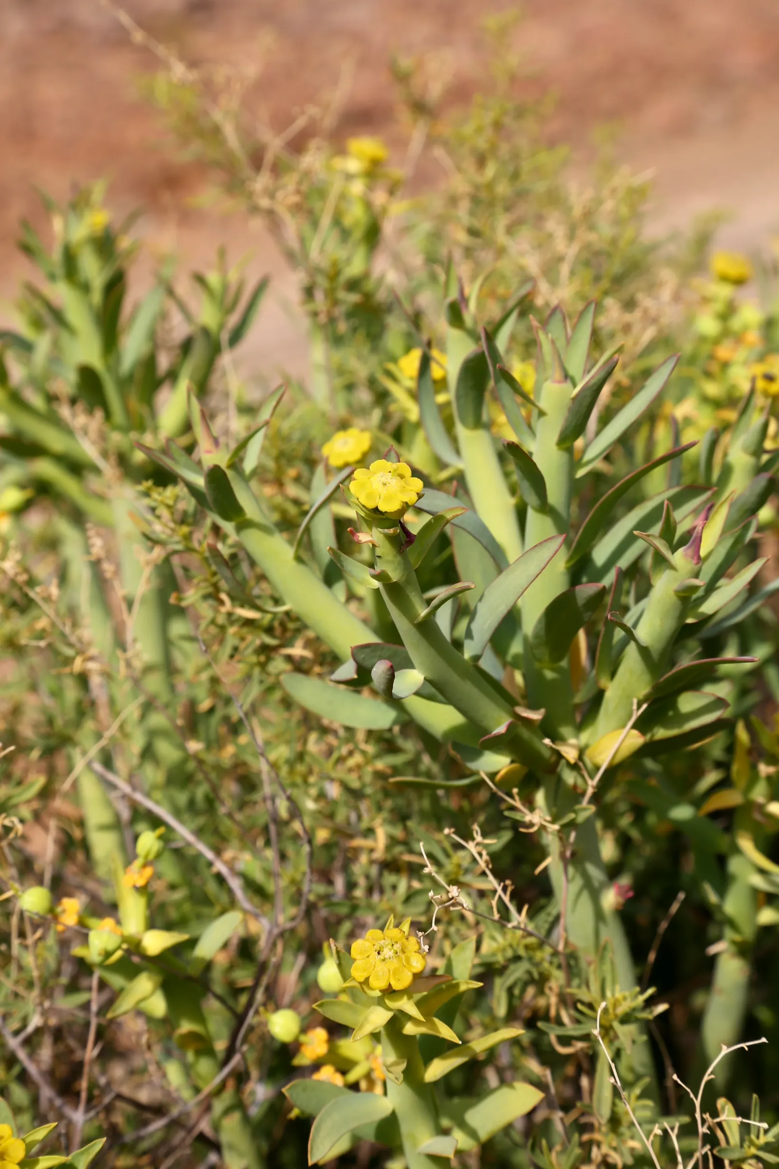 Golden Spurge (Euphorbia Mauritanica) — fleshy green stems that can reach heights of 2 to 3 feet and spread out approximately 1 to 2 feet wide; euphorbia