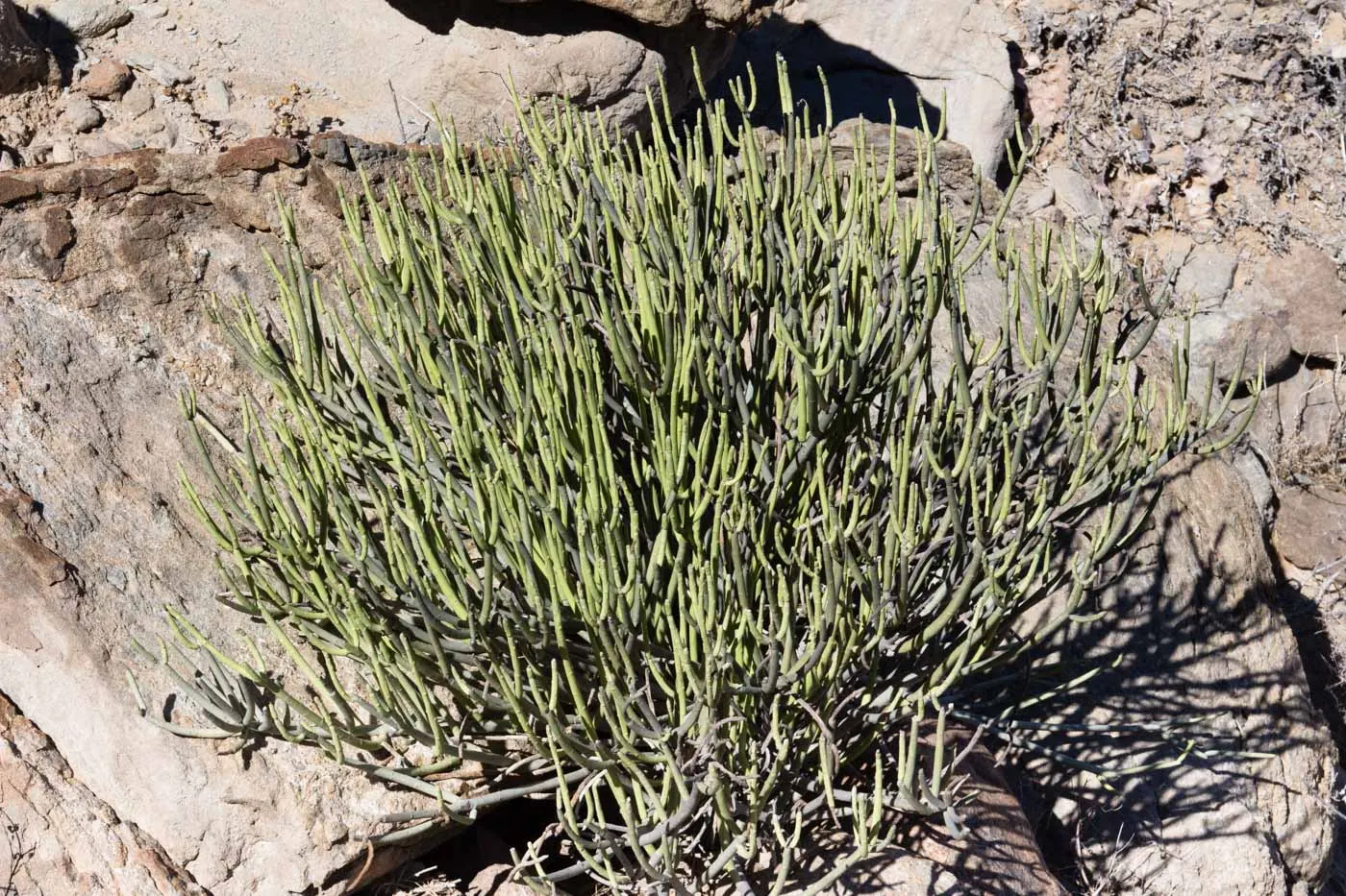 Golden Spurge (Euphorbia Mauritanica) — It's recommended to space plants approximately 18 to 24 inches apart to allow for mature growth