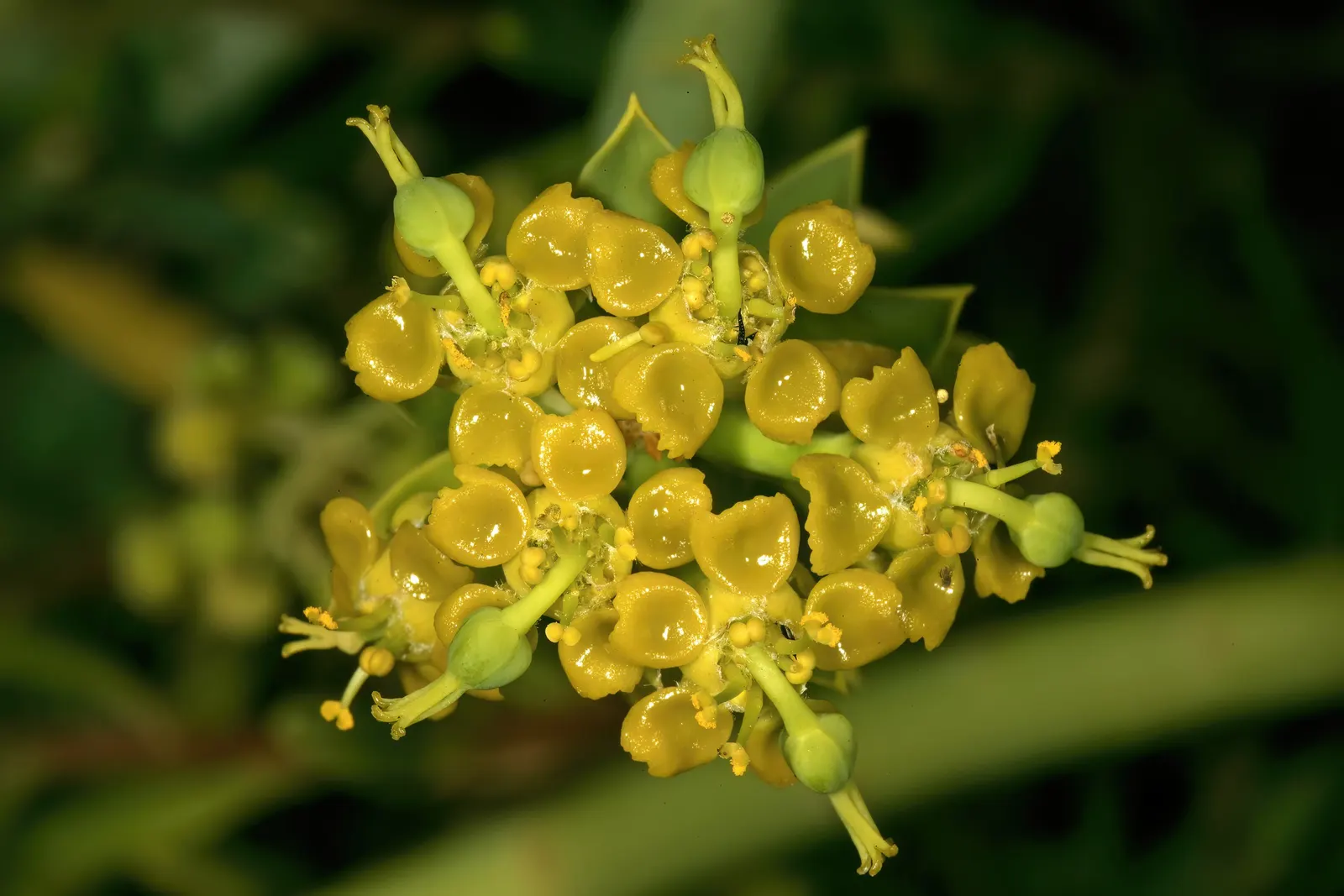 Golden Spurge (Euphorbia Mauritanica) — yellow flowers in the garden; commonly referred to as Golden Spurge