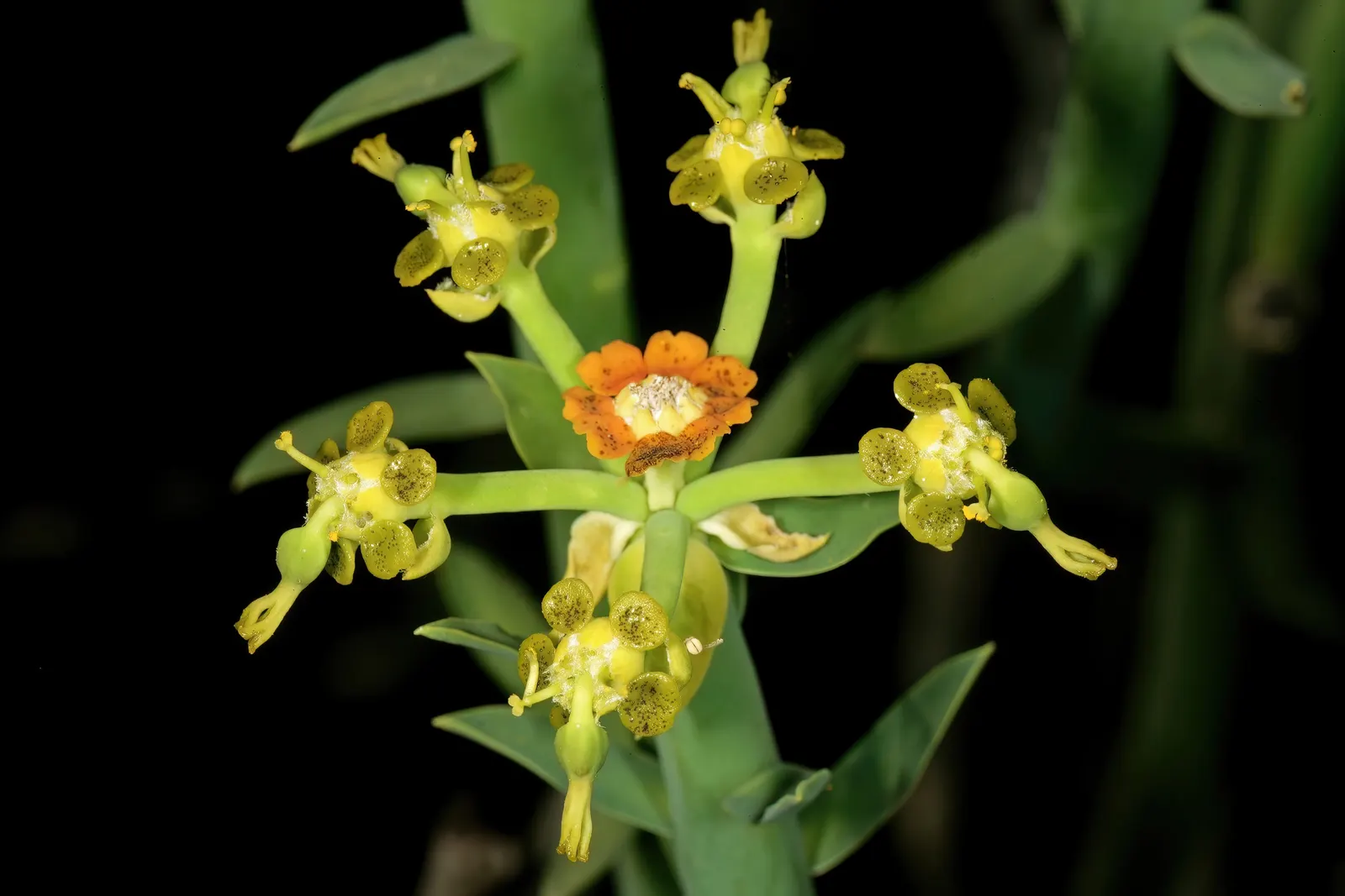 Golden Spurge (Euphorbia Mauritanica) — punctuated with its delightful seasonal blooms; it's recommended to space plants approximately 18 to 24 inches apart to