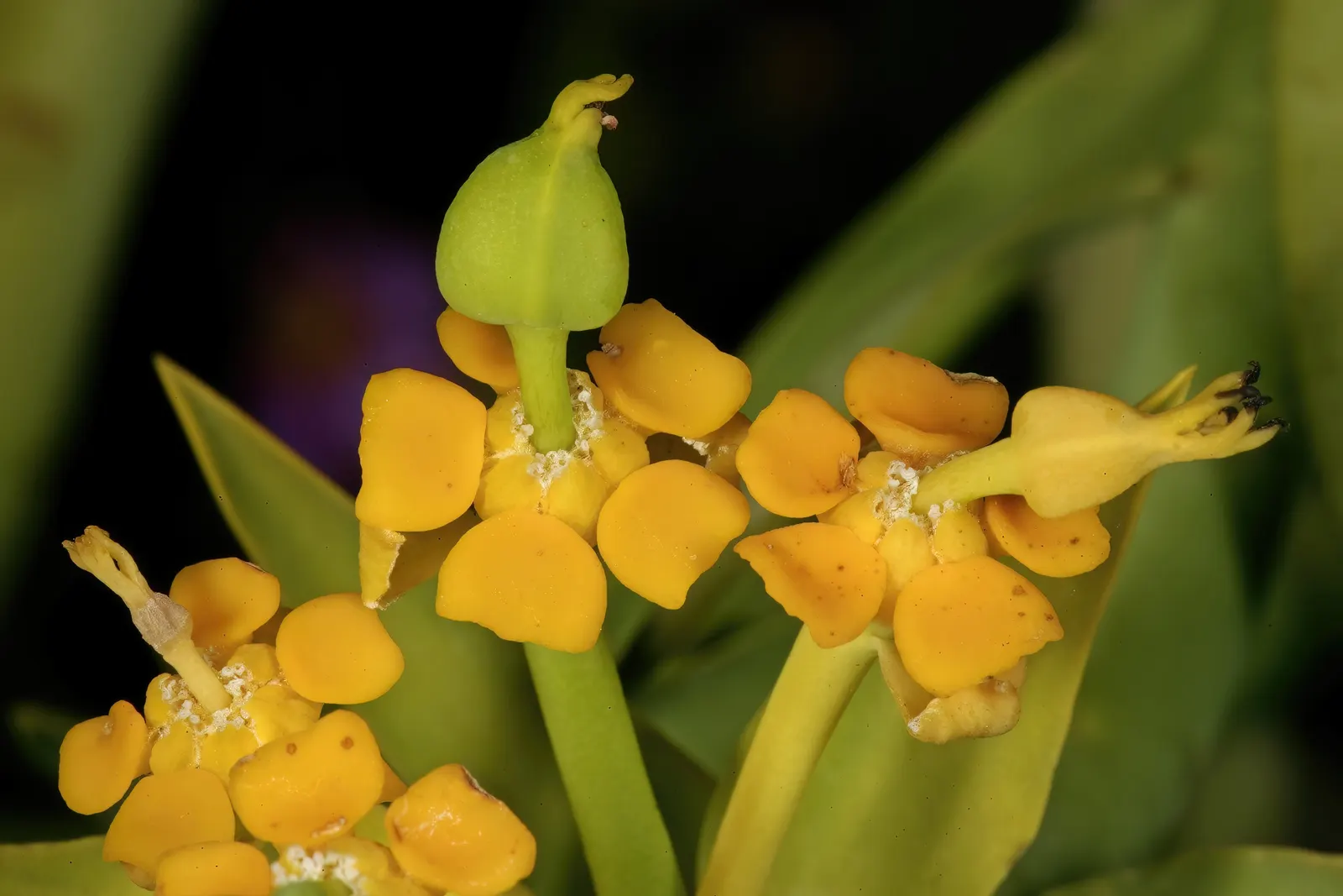 Golden Spurge (Euphorbia Mauritanica) — fleshy green stems that can reach heights of 2 to 3 feet and spread out approximately 1 to 2 feet wide
