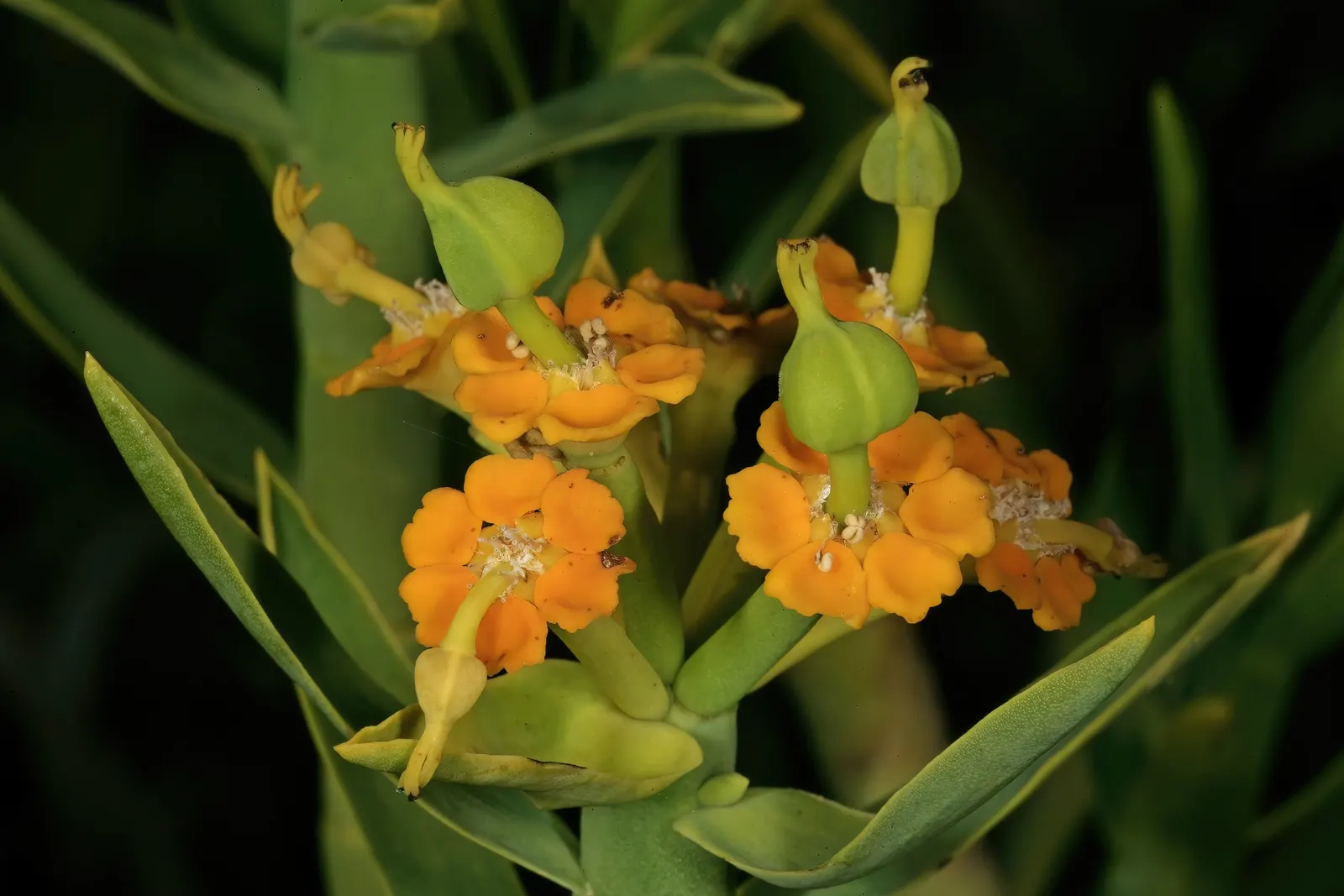 Golden Spurge (Euphorbia Mauritanica) — making it a practical and aesthetically pleasing addition to any garden design
