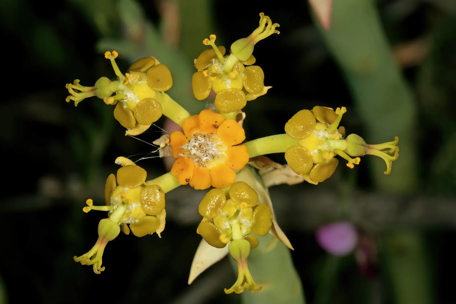 Golden Spurge (Euphorbia Mauritanica) — Its pencil-like, radiant green stems yield clusters of bright yellow blossoms, mainly in late winter to, image 50
