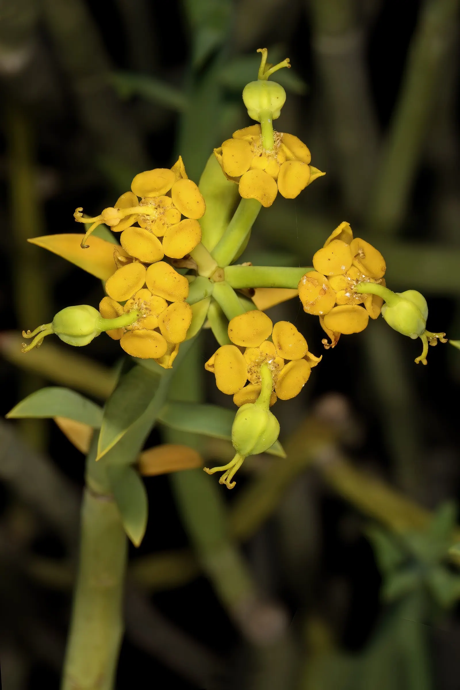 Golden Spurge (Euphorbia Mauritanica) — commonly referred to as Golden Spurge