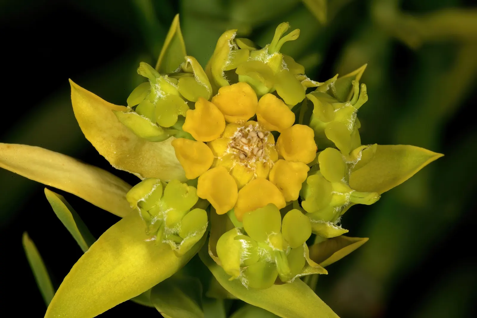Golden Spurge (Euphorbia Mauritanica) — preferring full sun to partial shade exposure