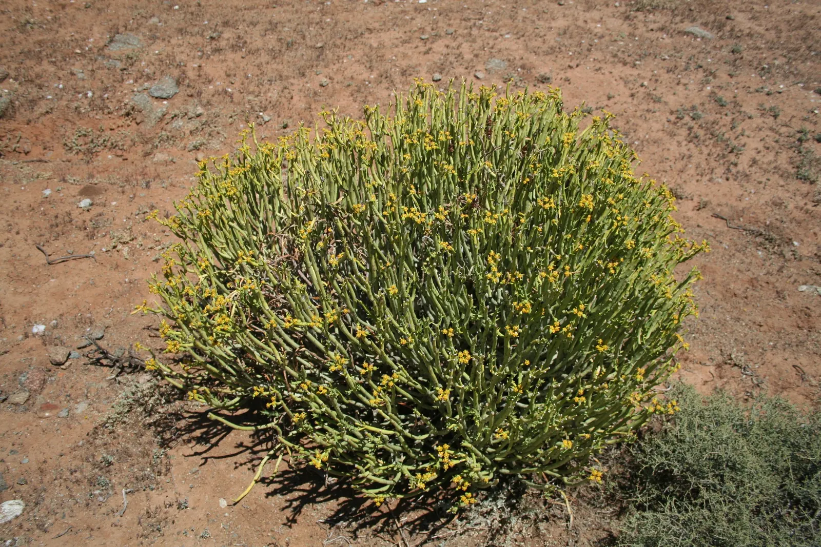 Golden Spurge (Euphorbia Mauritanica) — succulent plant native to South Africa; caution: sap may irritate skin and eyes