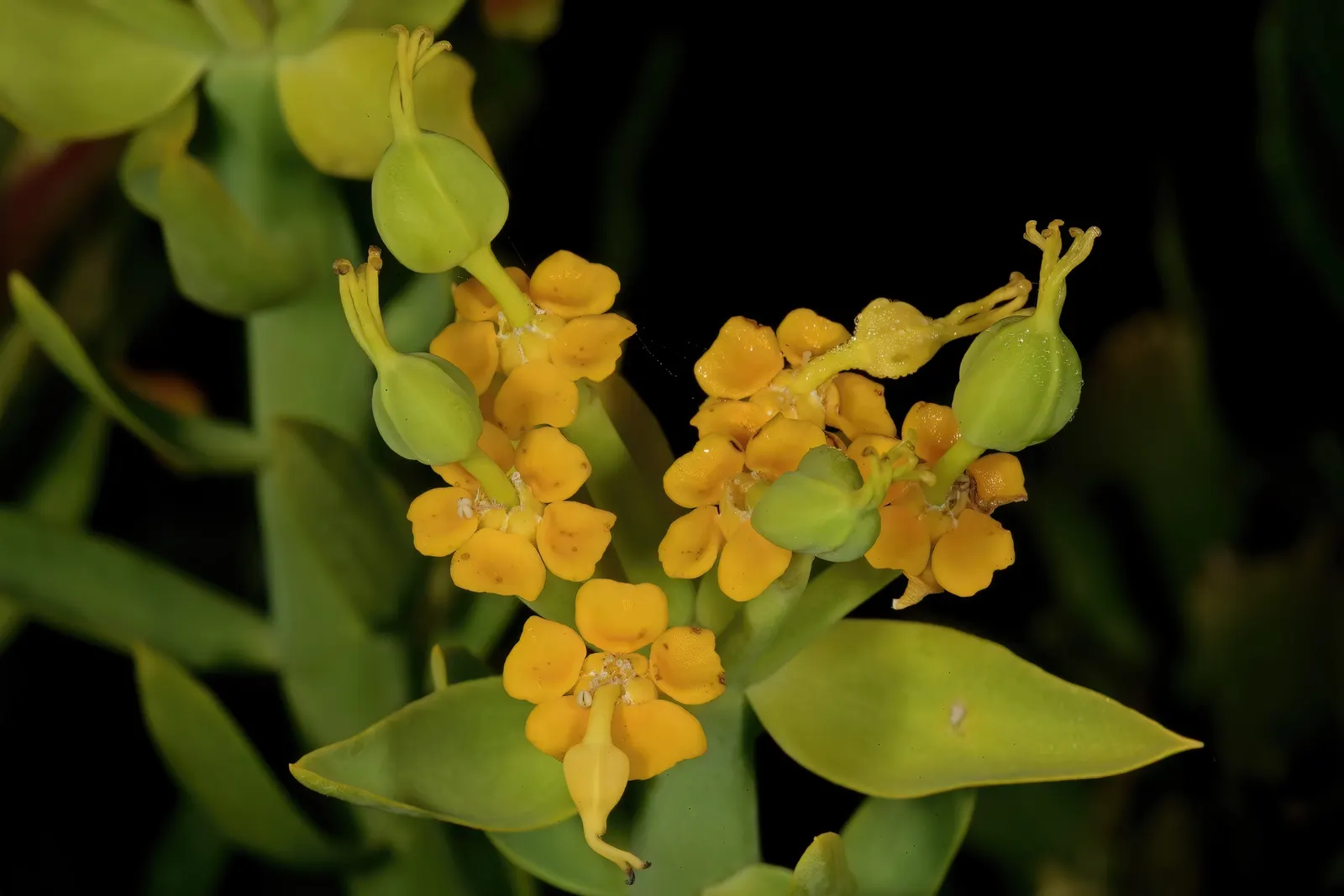 Golden Spurge (Euphorbia Mauritanica) — clustered blooms encircled with bright yellow bracts - that typically appear in spring and summer
