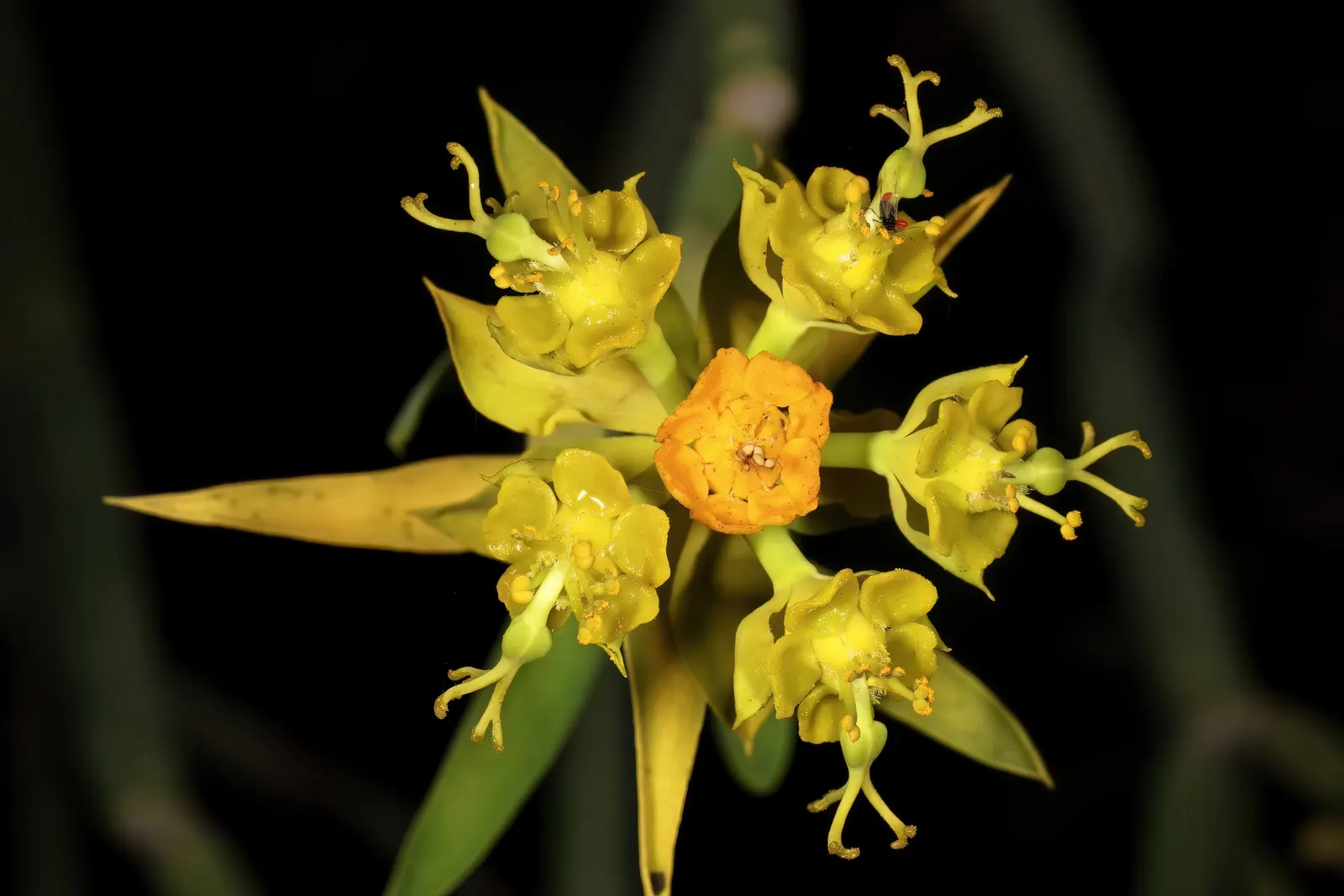 Golden Spurge (Euphorbia Mauritanica) — Ideal for xeriscapes and coastal settings