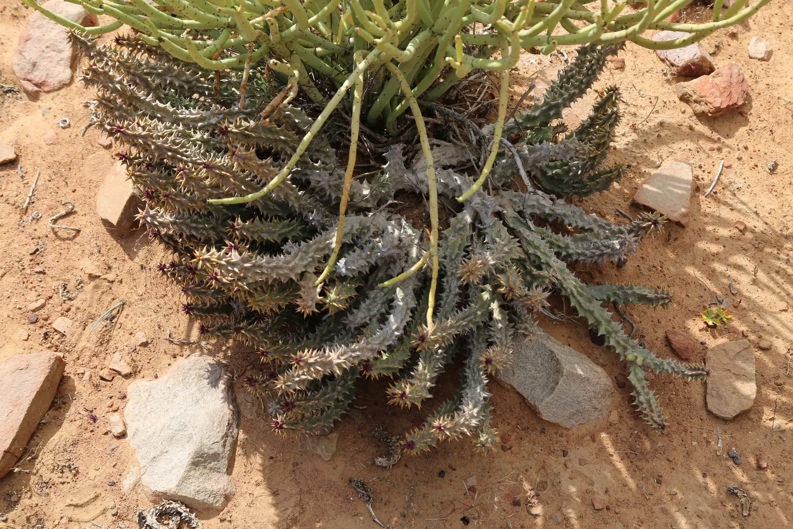 Golden Spurge (Euphorbia Mauritanica) — adding a splash of color to gardens.<br><br>Being drought-resistant